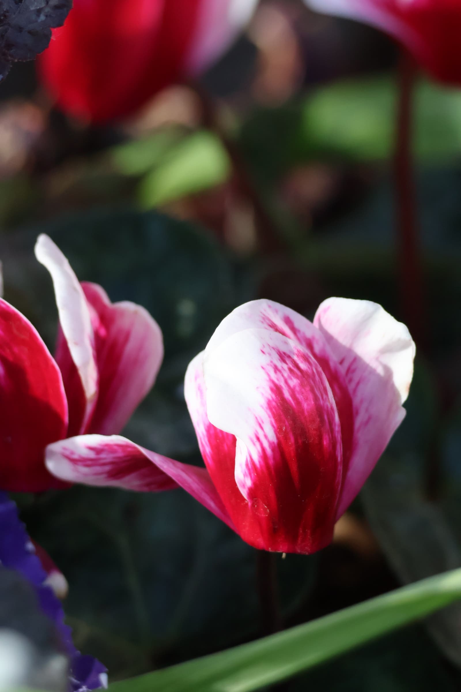 Flower 553