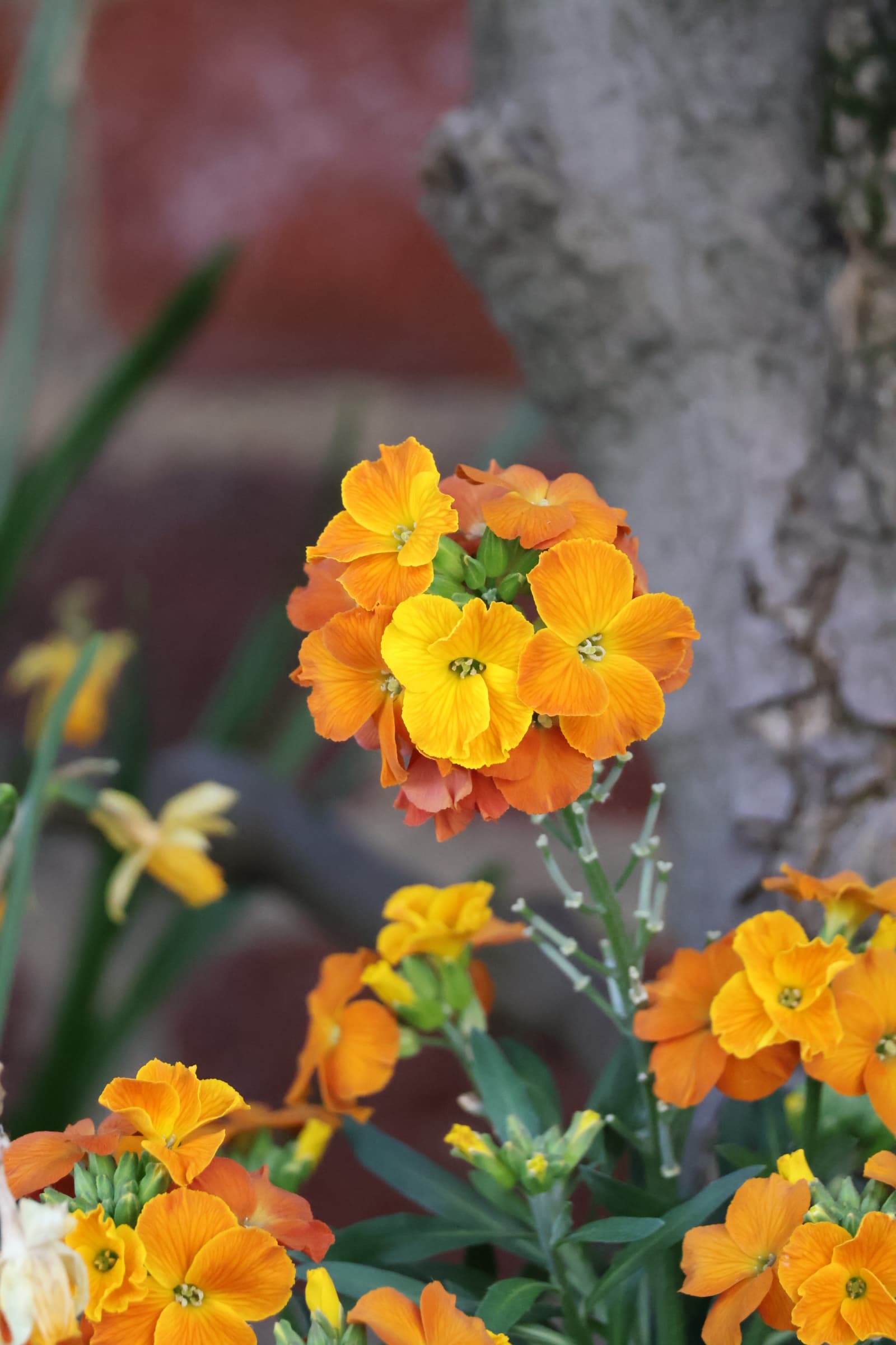Flower 272