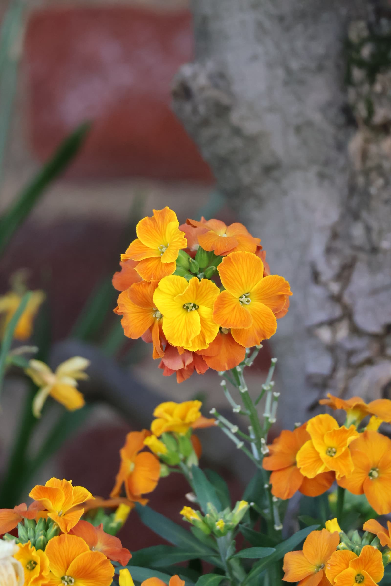Flower 147