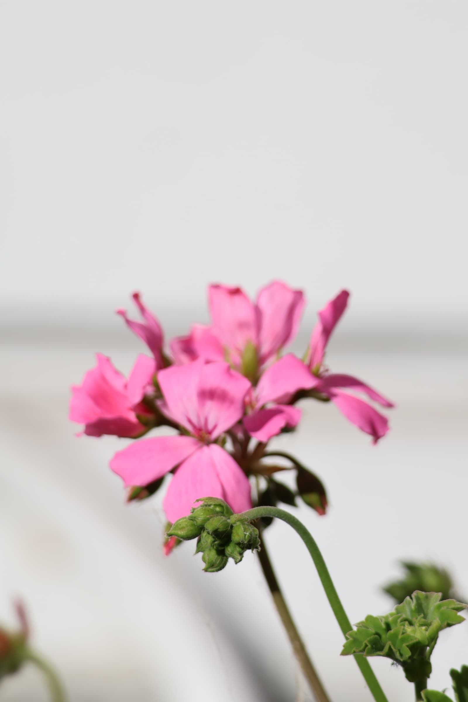 Flower 39