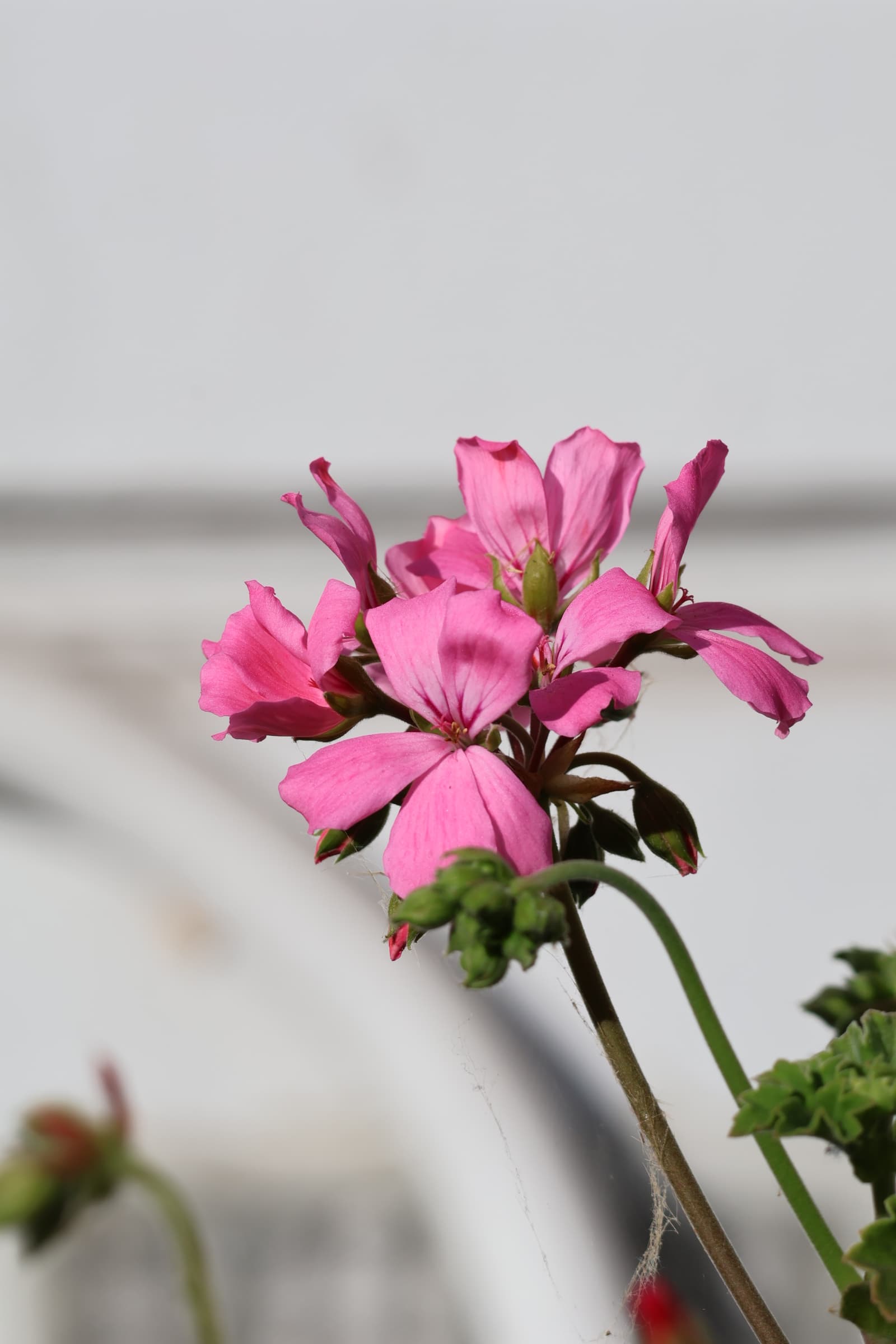 Flower 98
