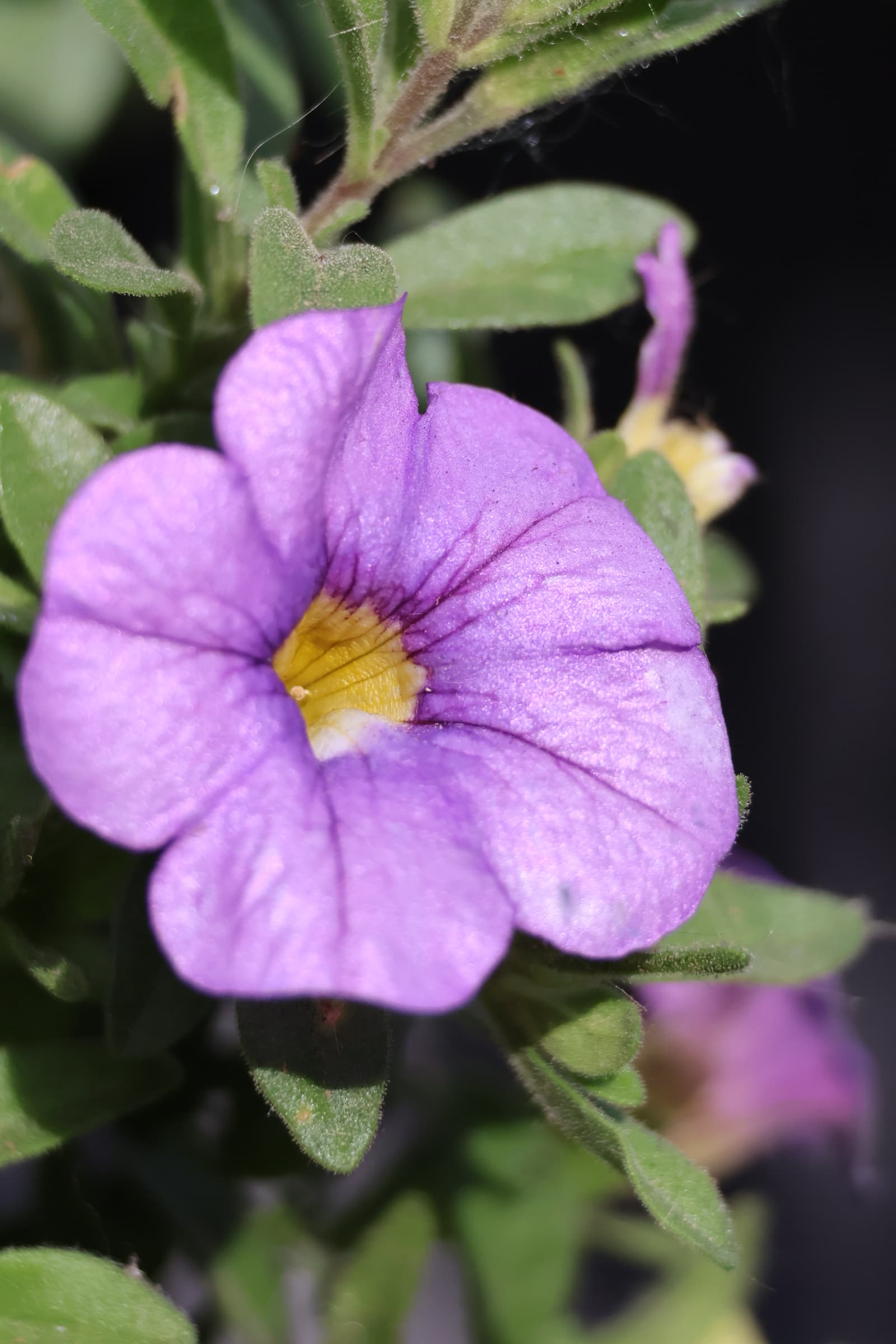 Flower 235