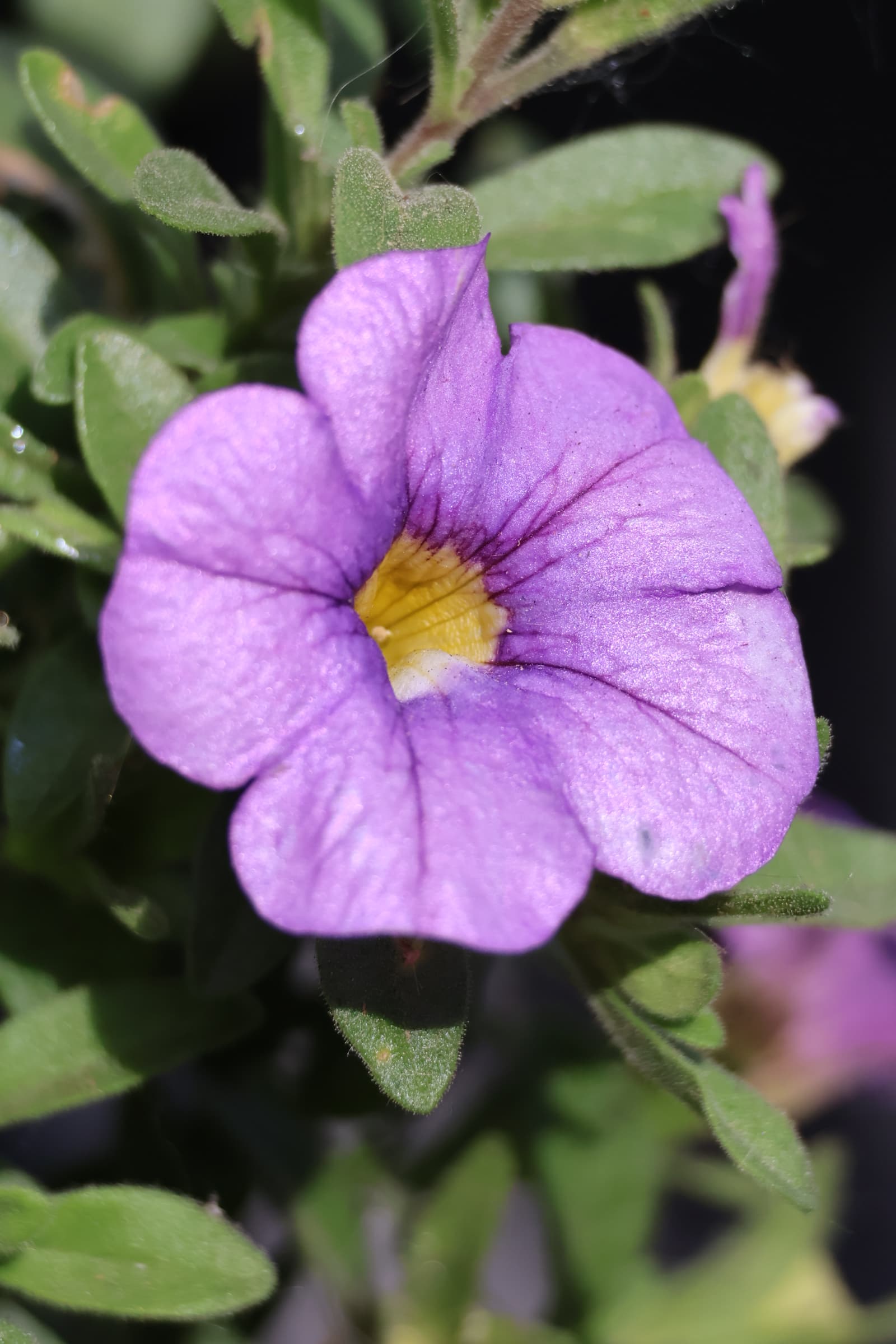 Flower 533