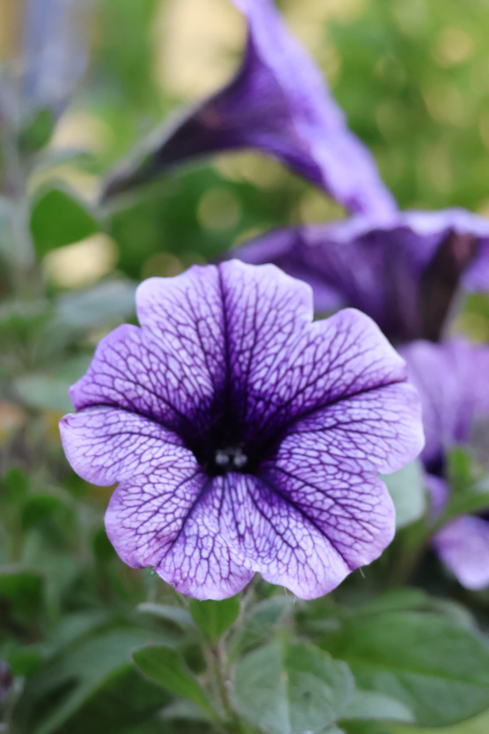 Flower 269