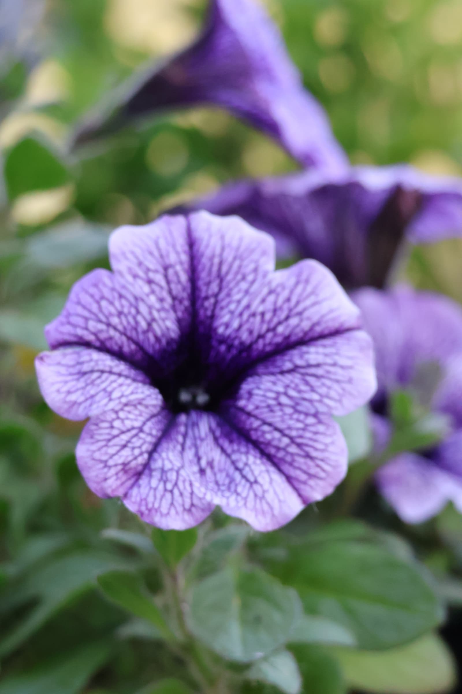 Flower 5