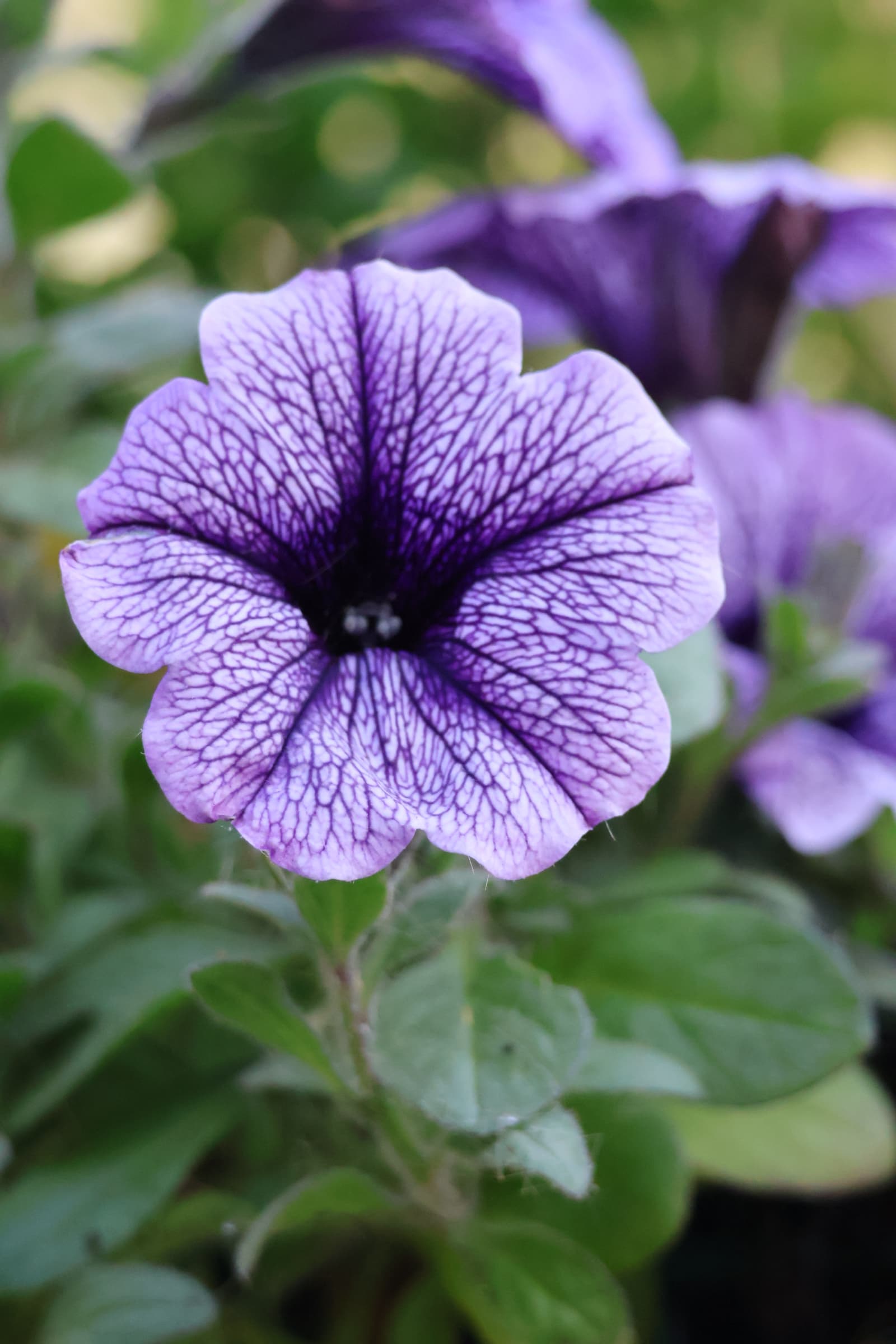 Flower 100