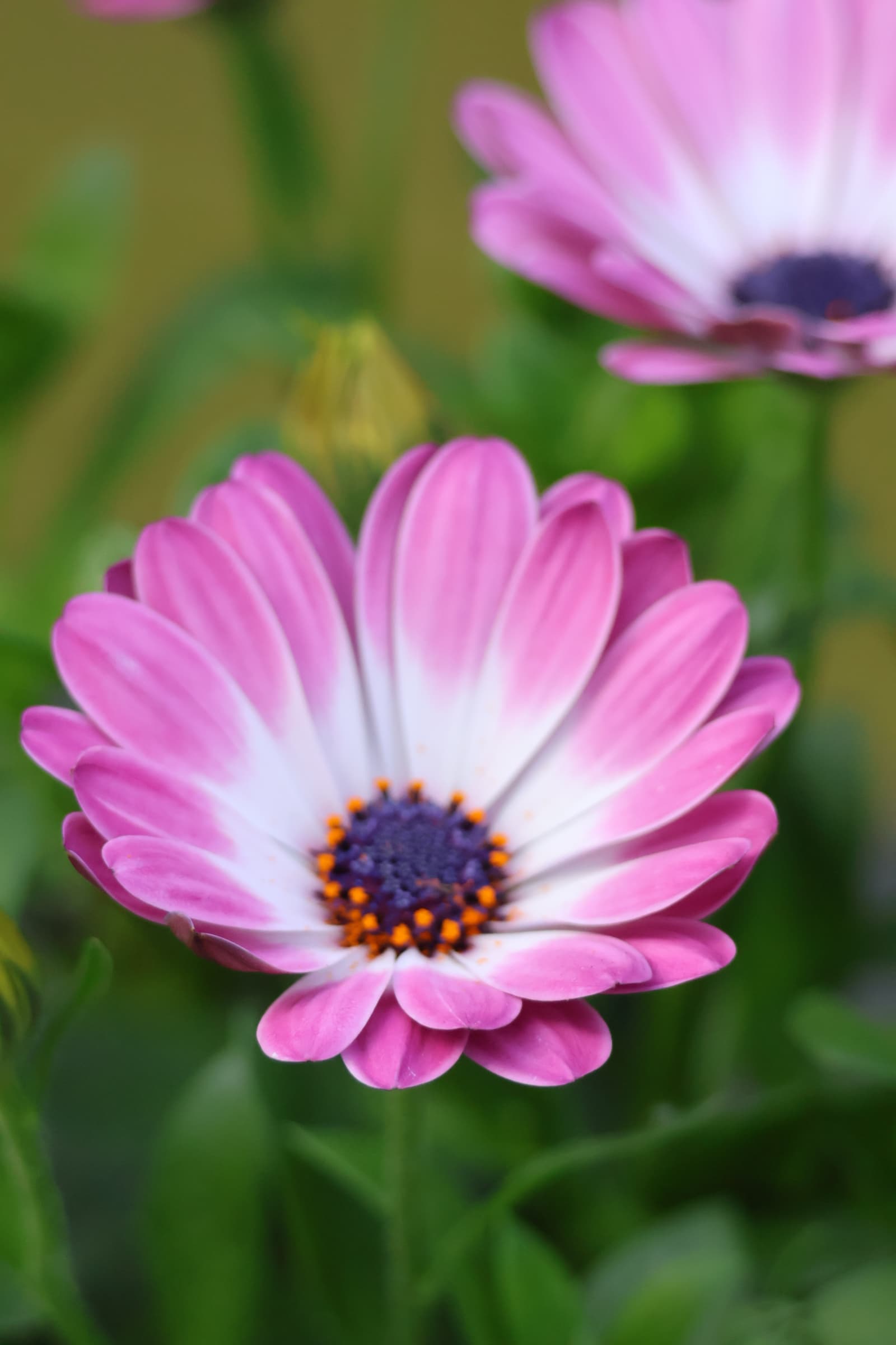 Flower 244