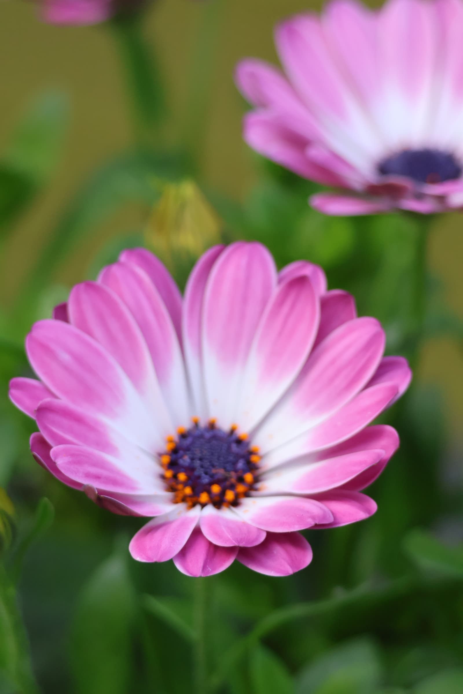 Flower 400