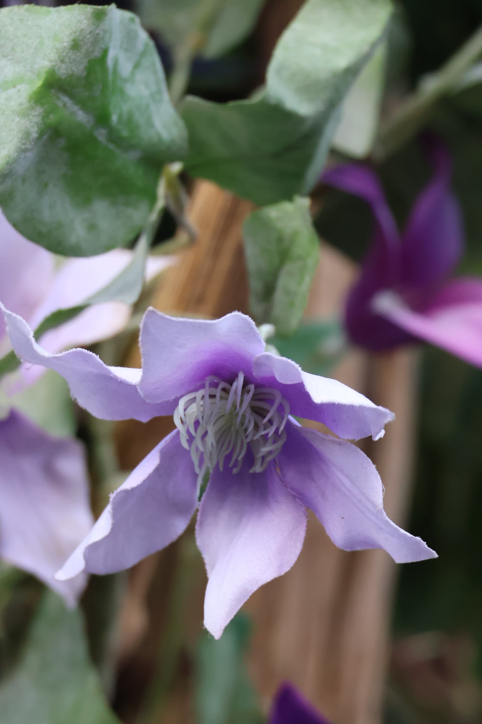 Flower 110