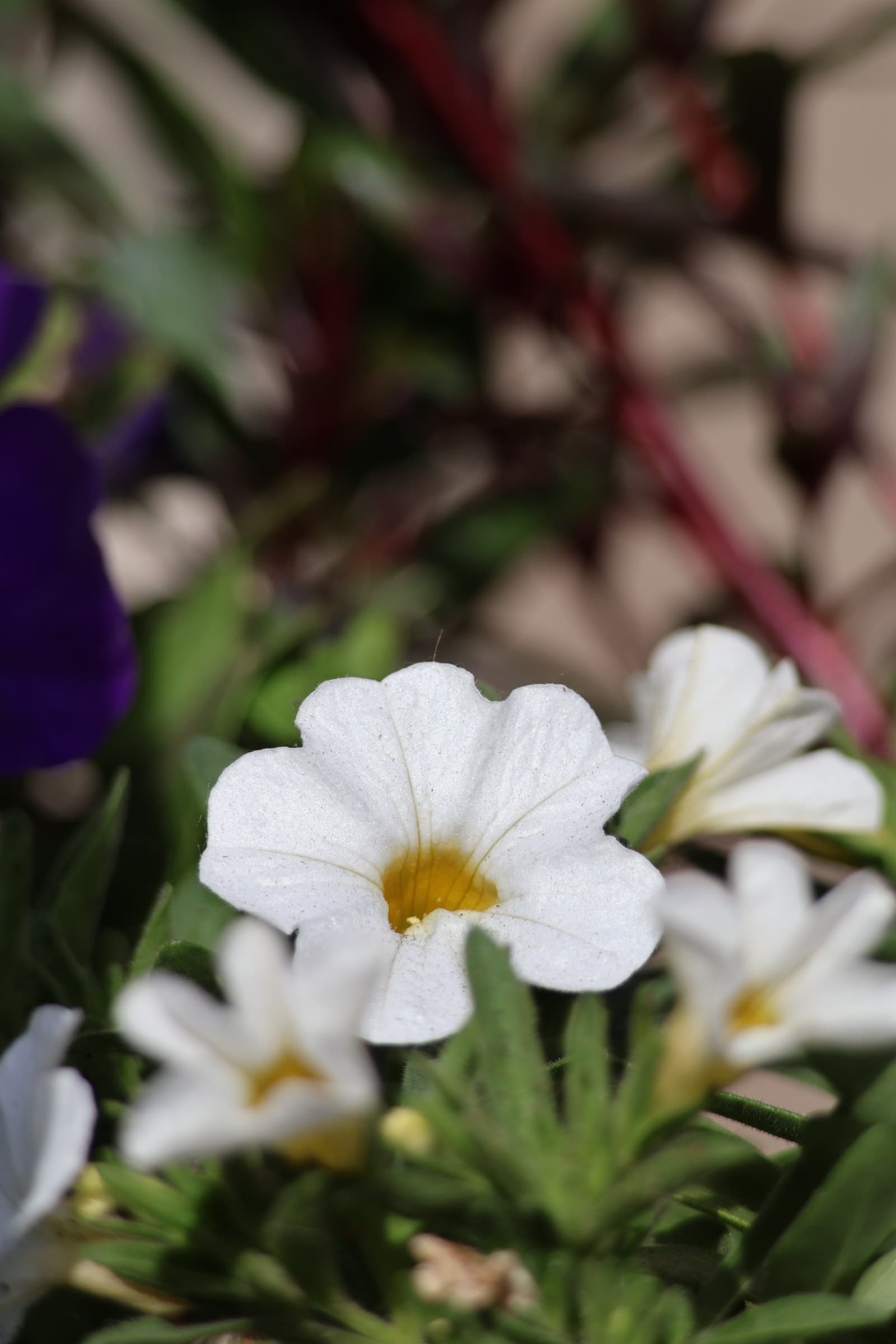 Flower 17