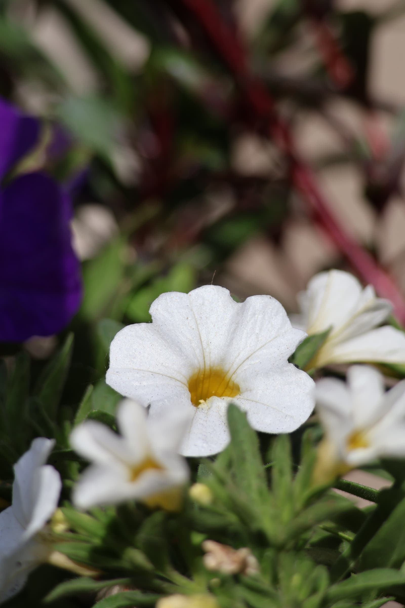 Flower 51