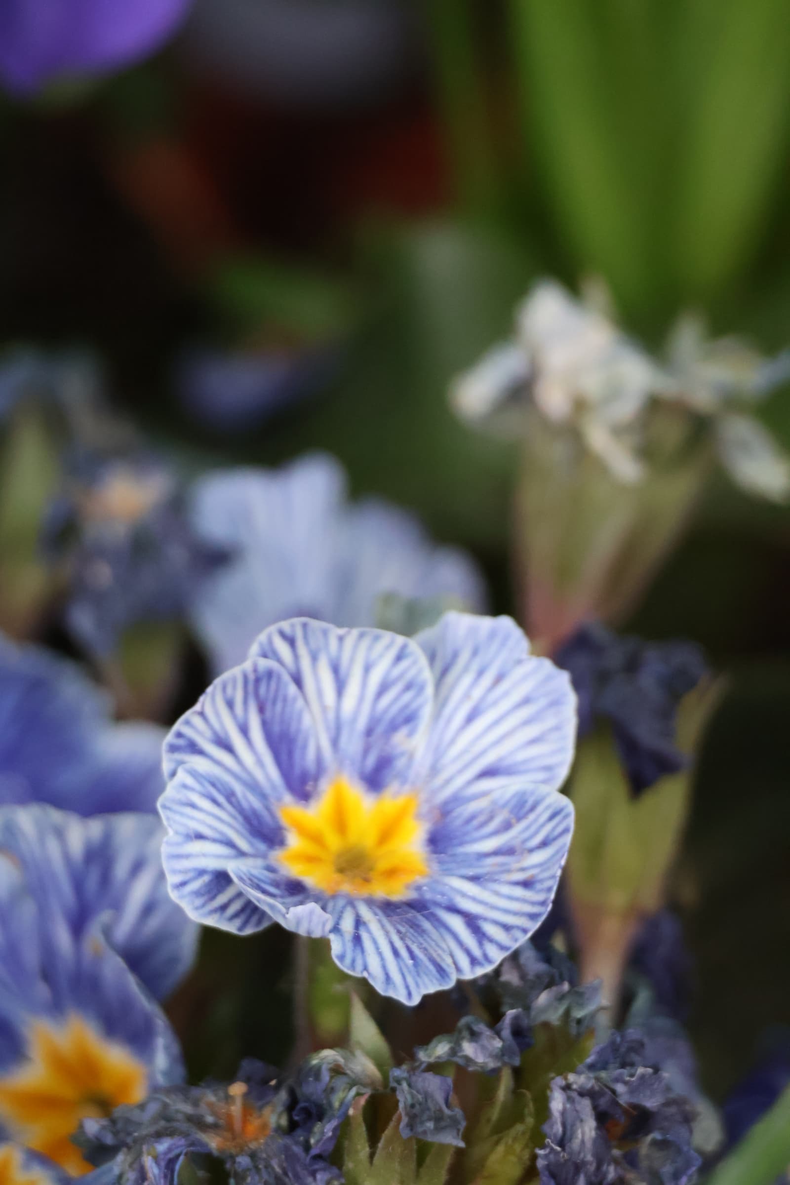 Flower 350