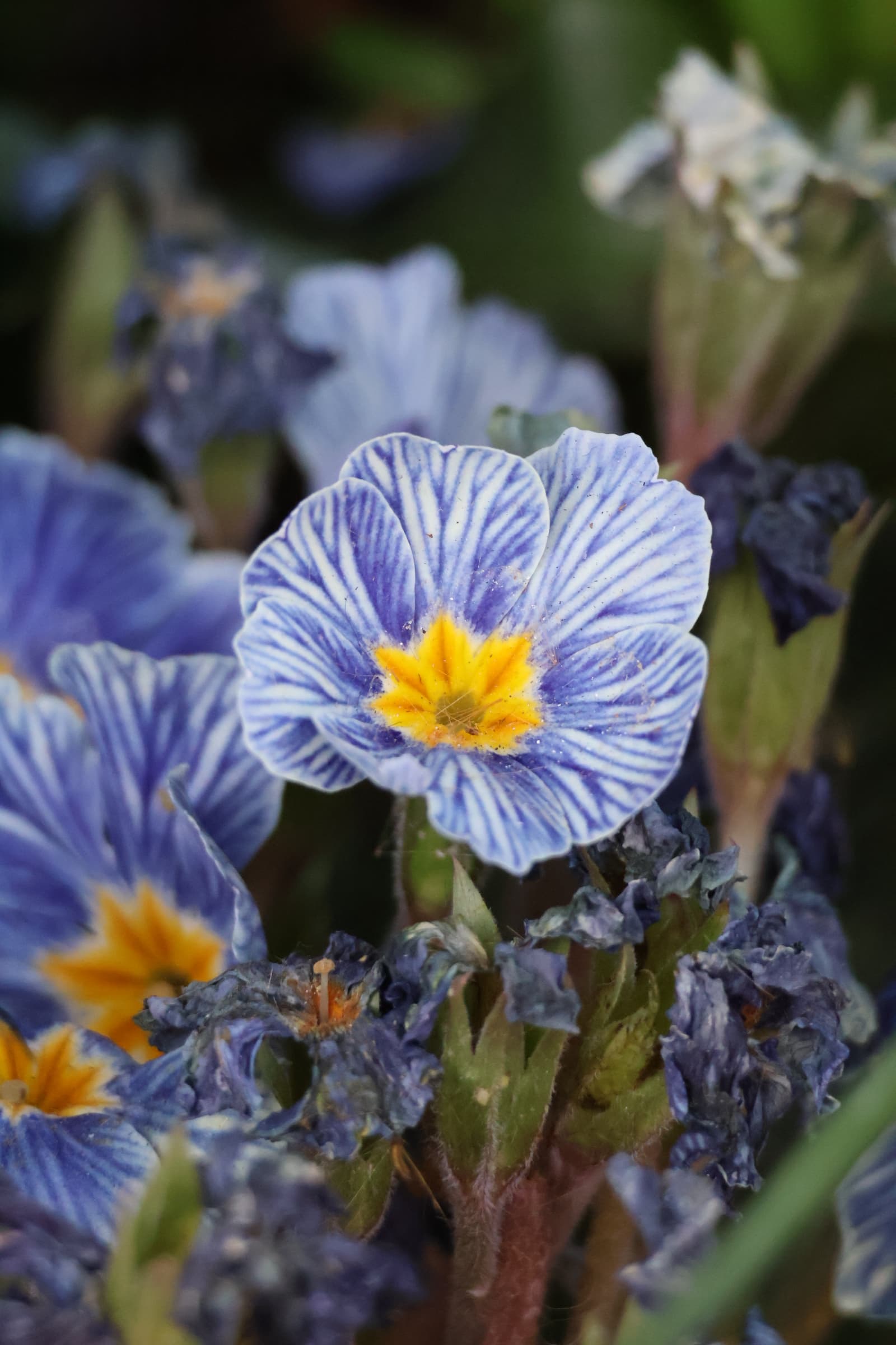 Flower 497