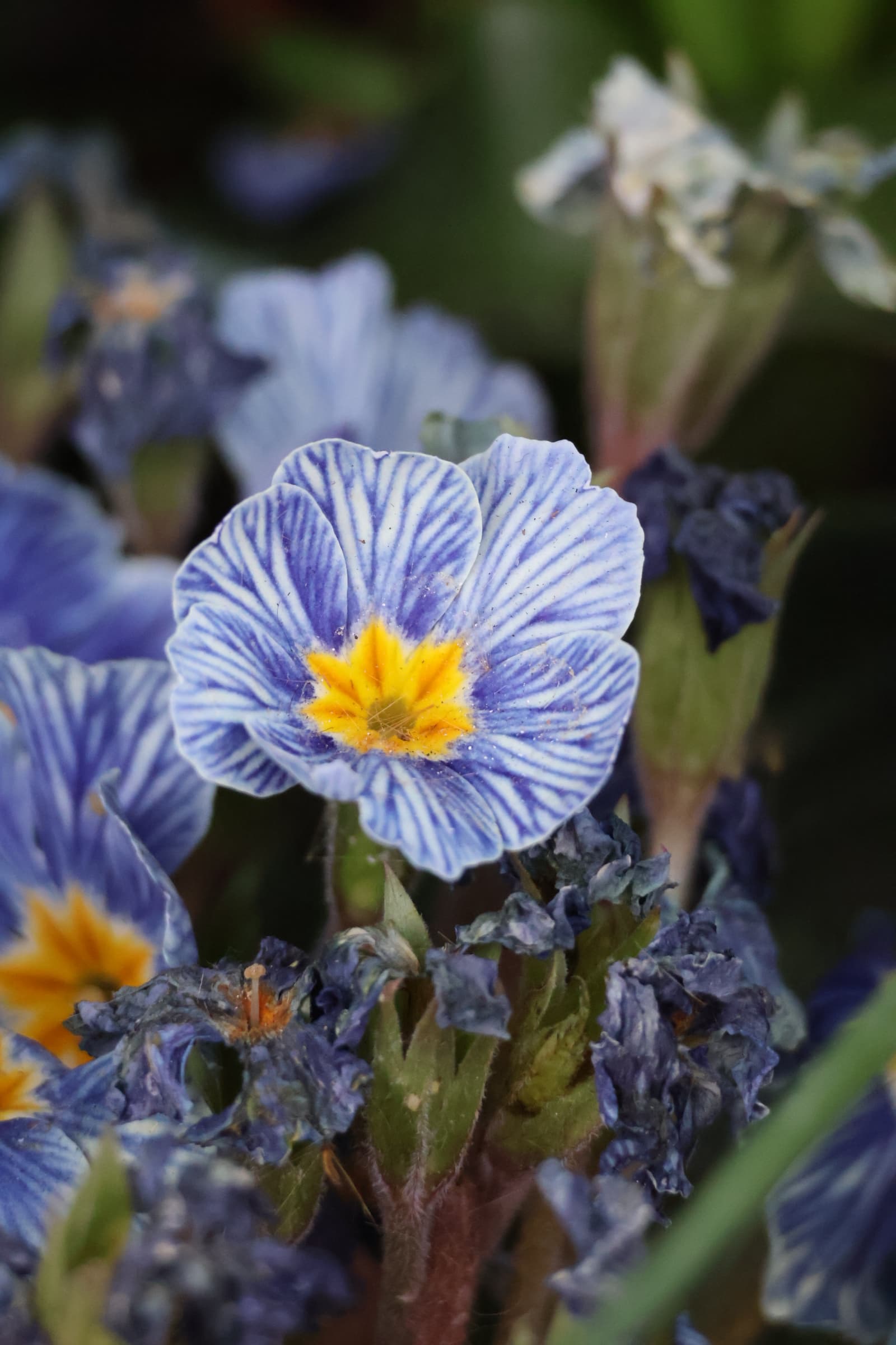 Flower 268