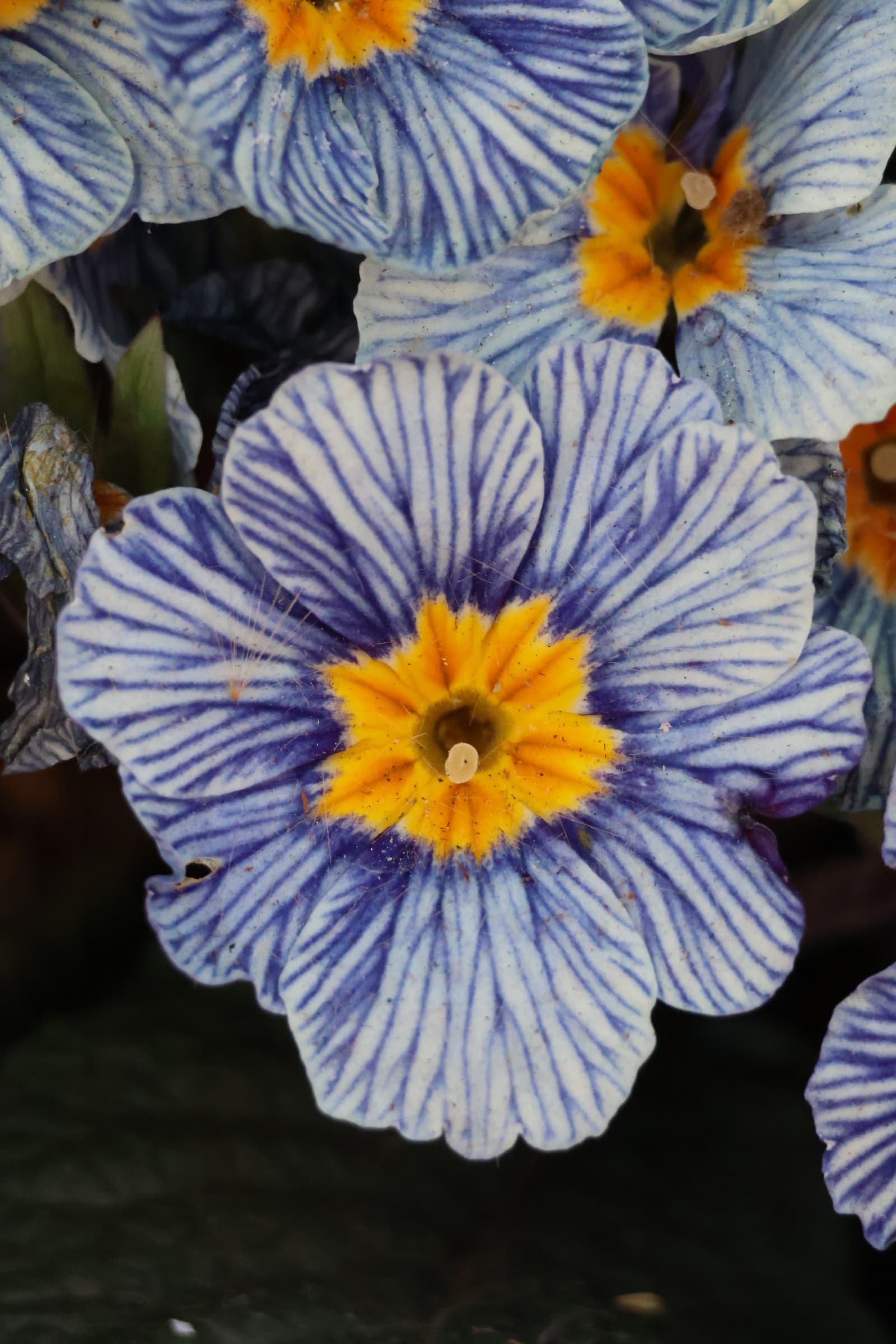 Flower 215
