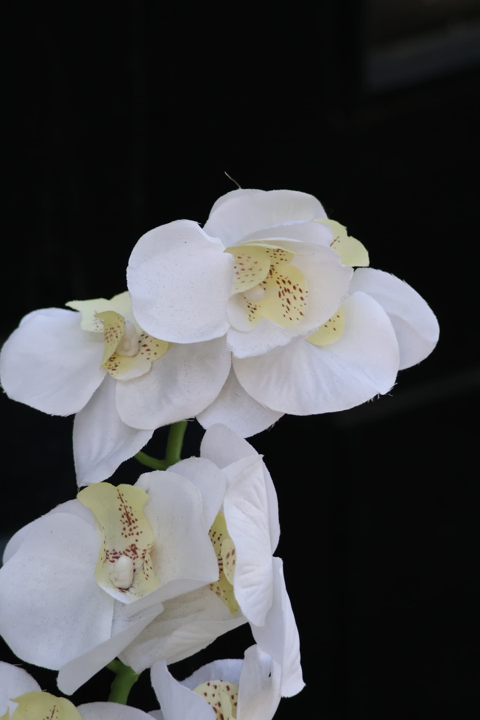 Flower 341