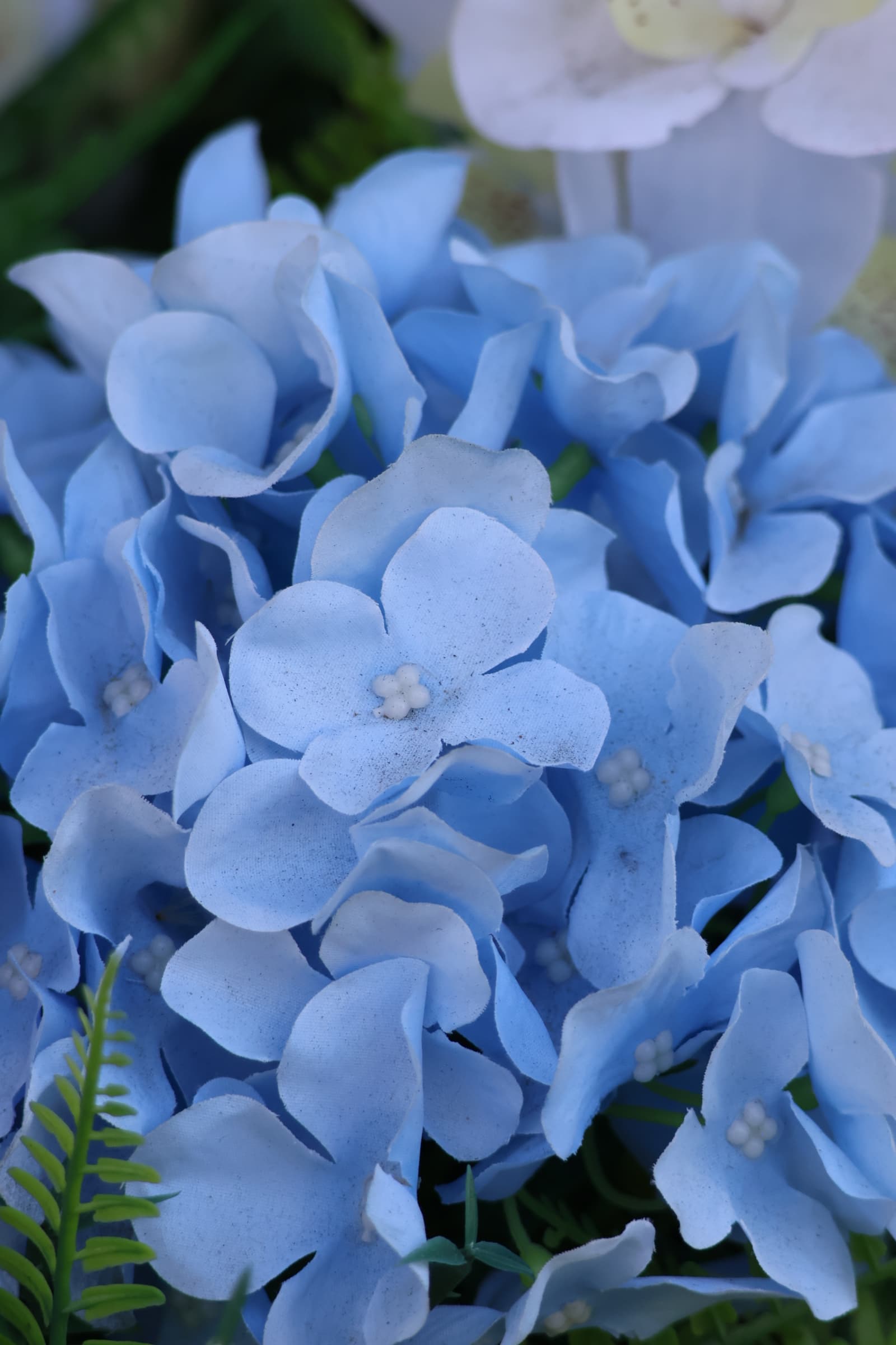 Flower 520
