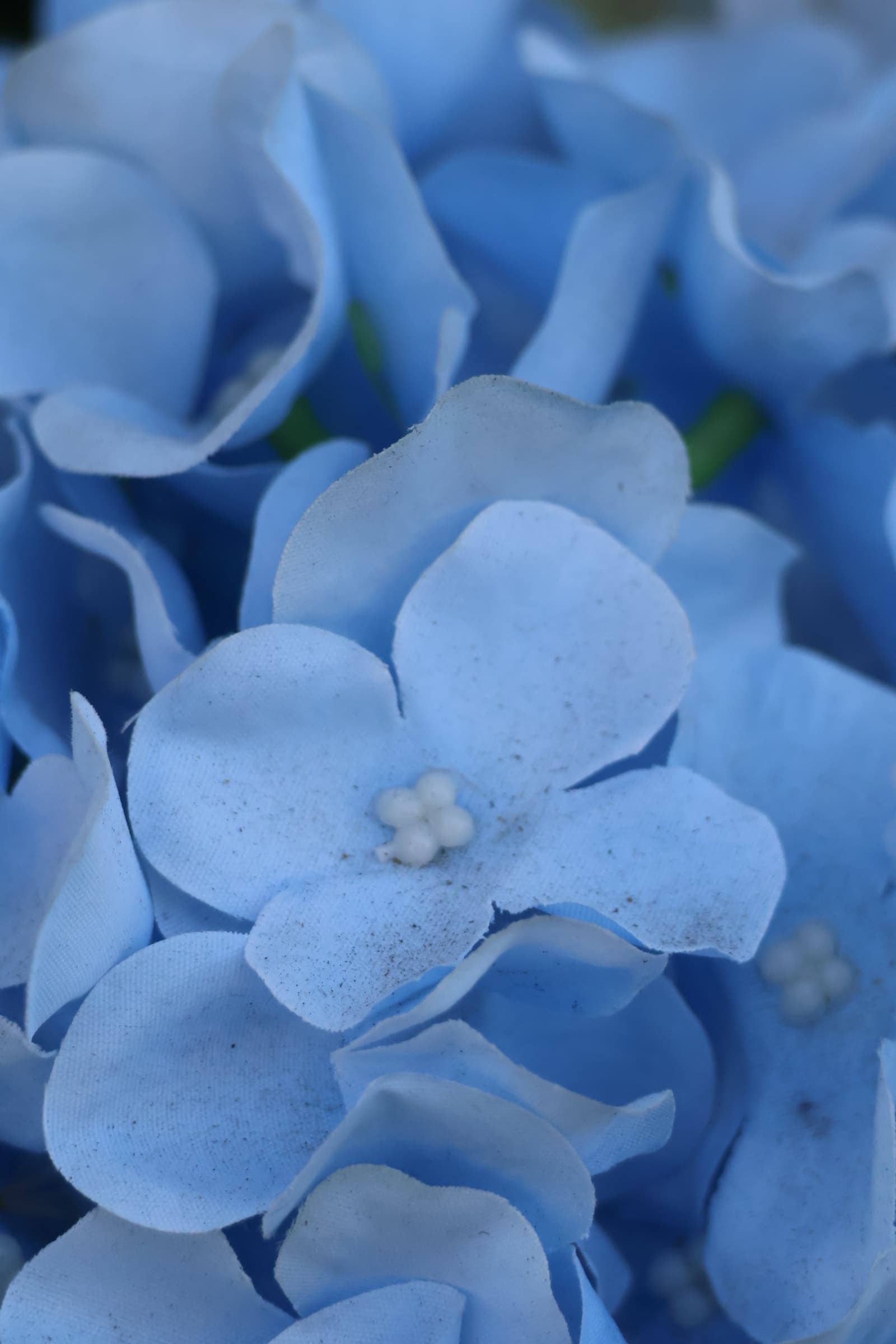 Flower 311