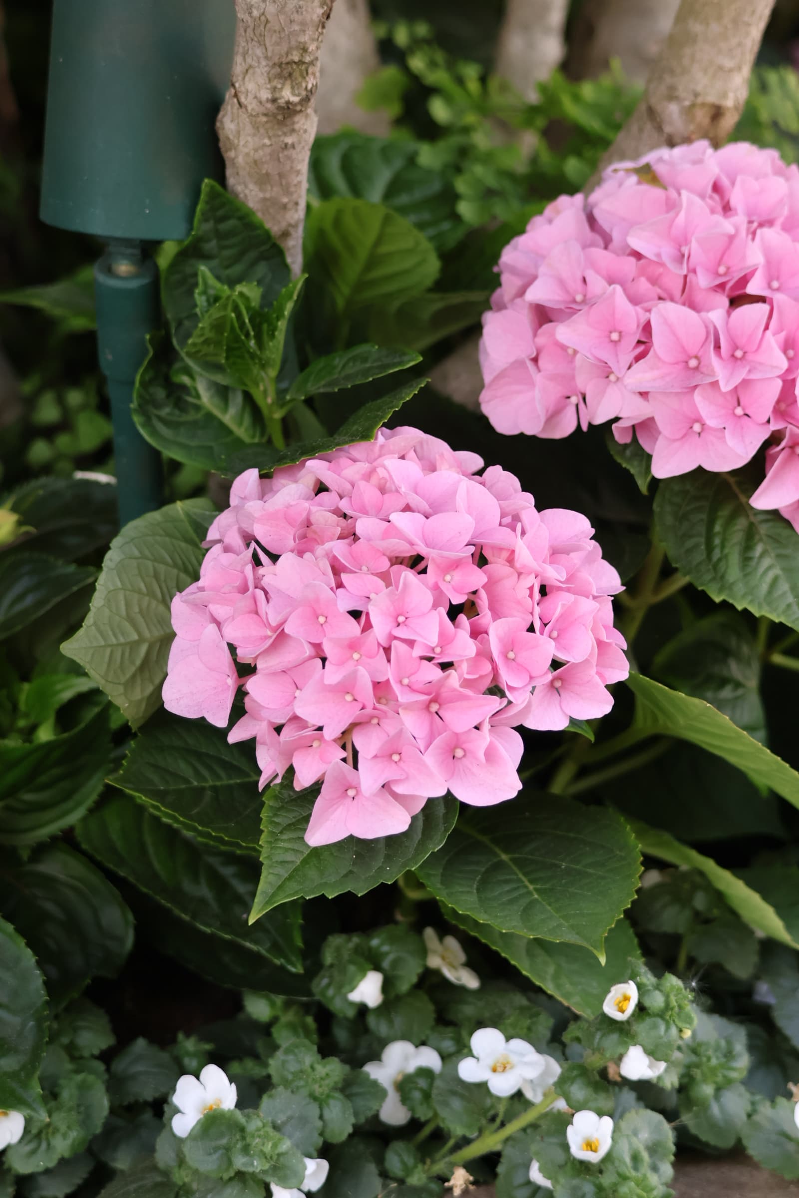 Flower 164