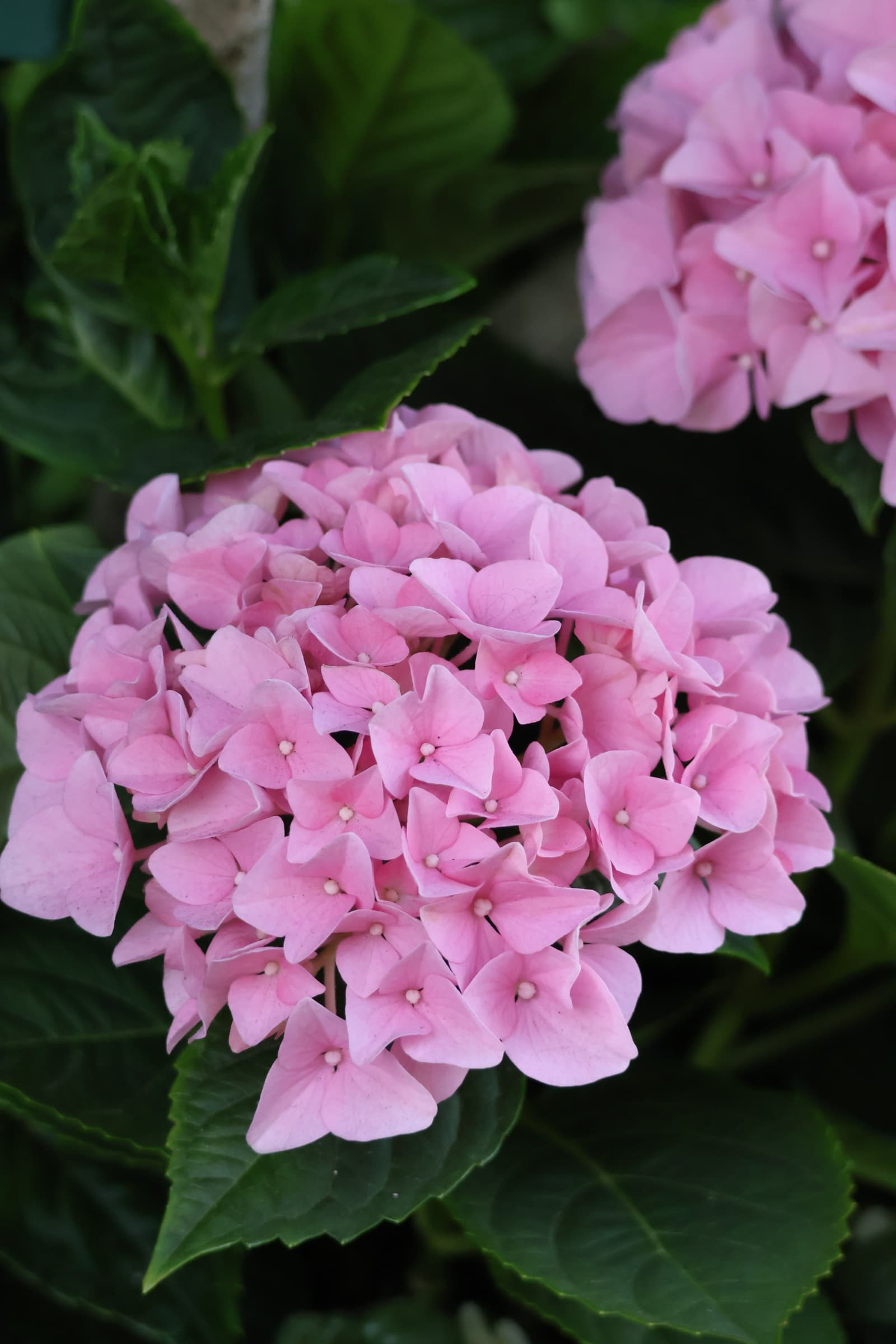 Flower 347