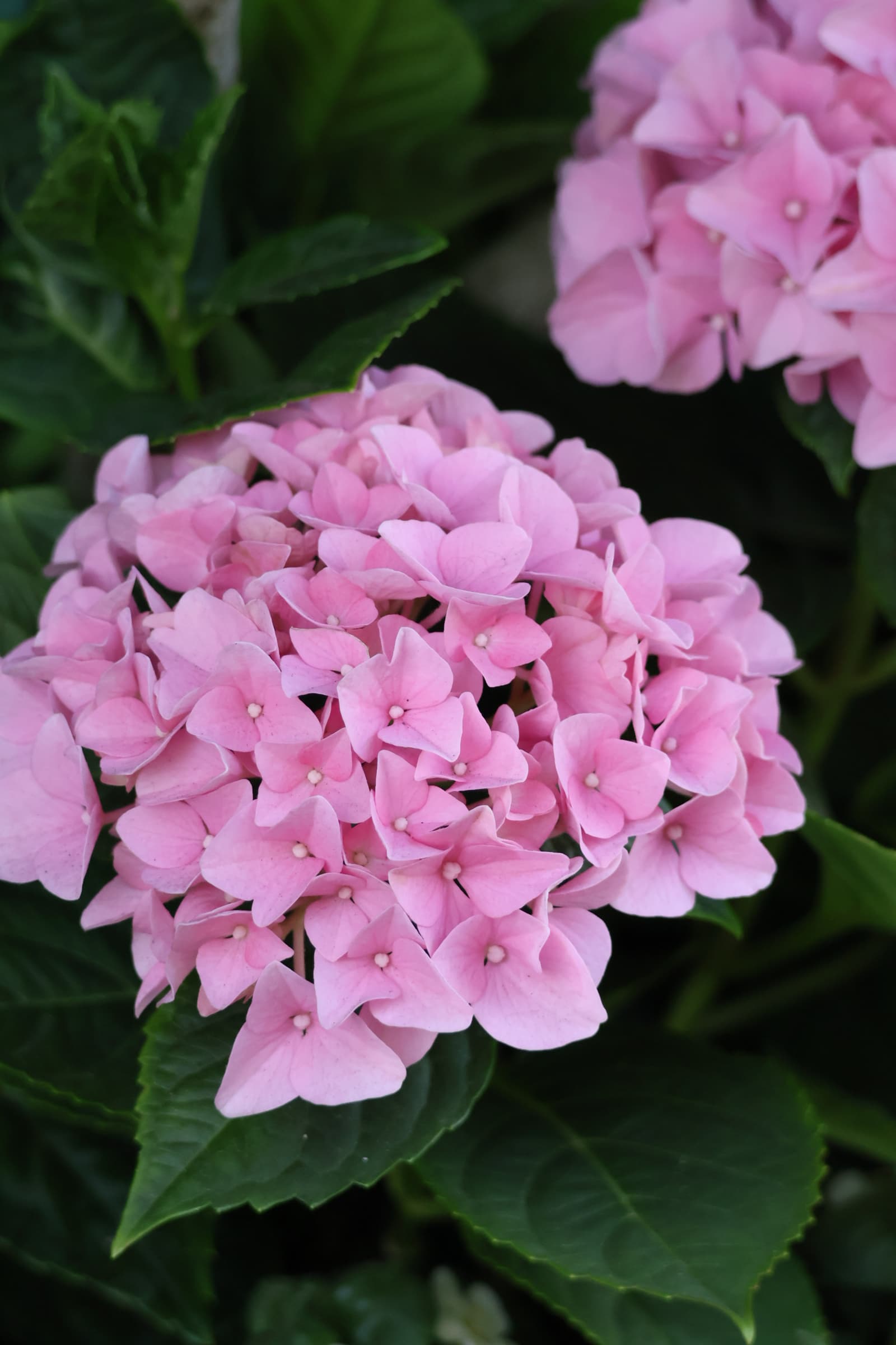 Flower 178