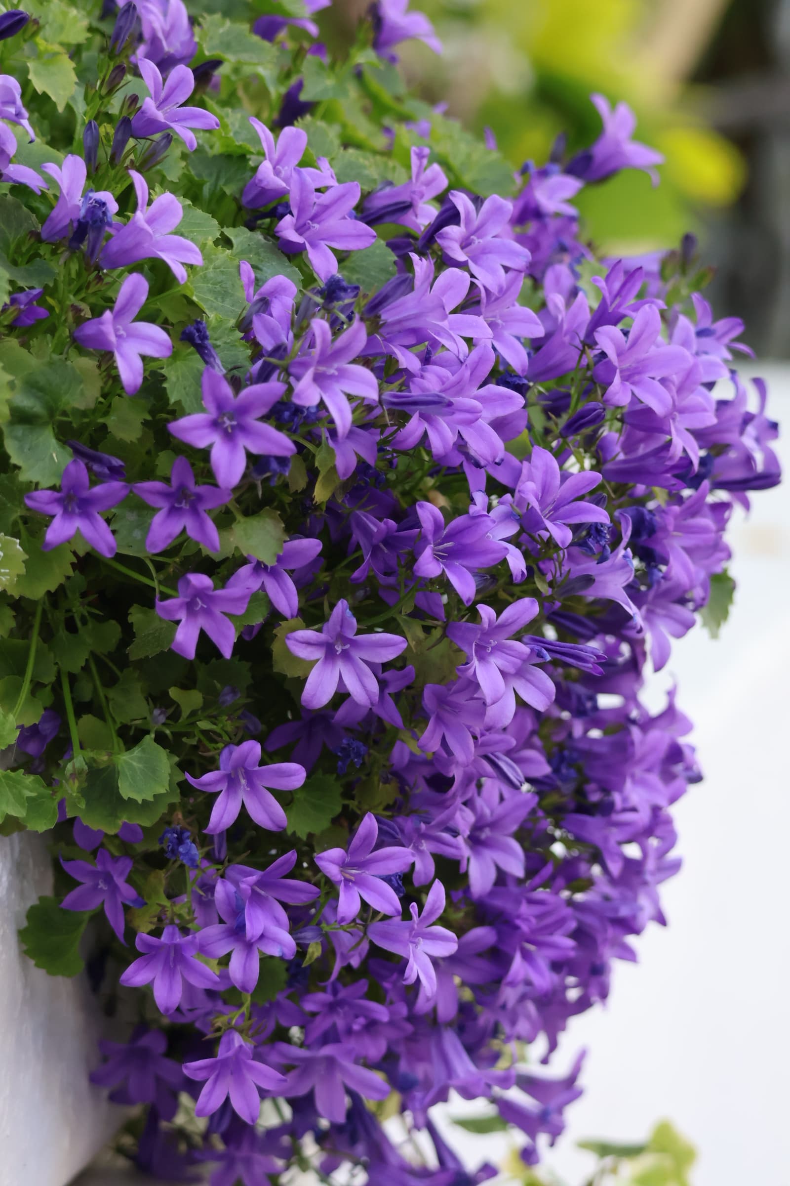 Flower 8