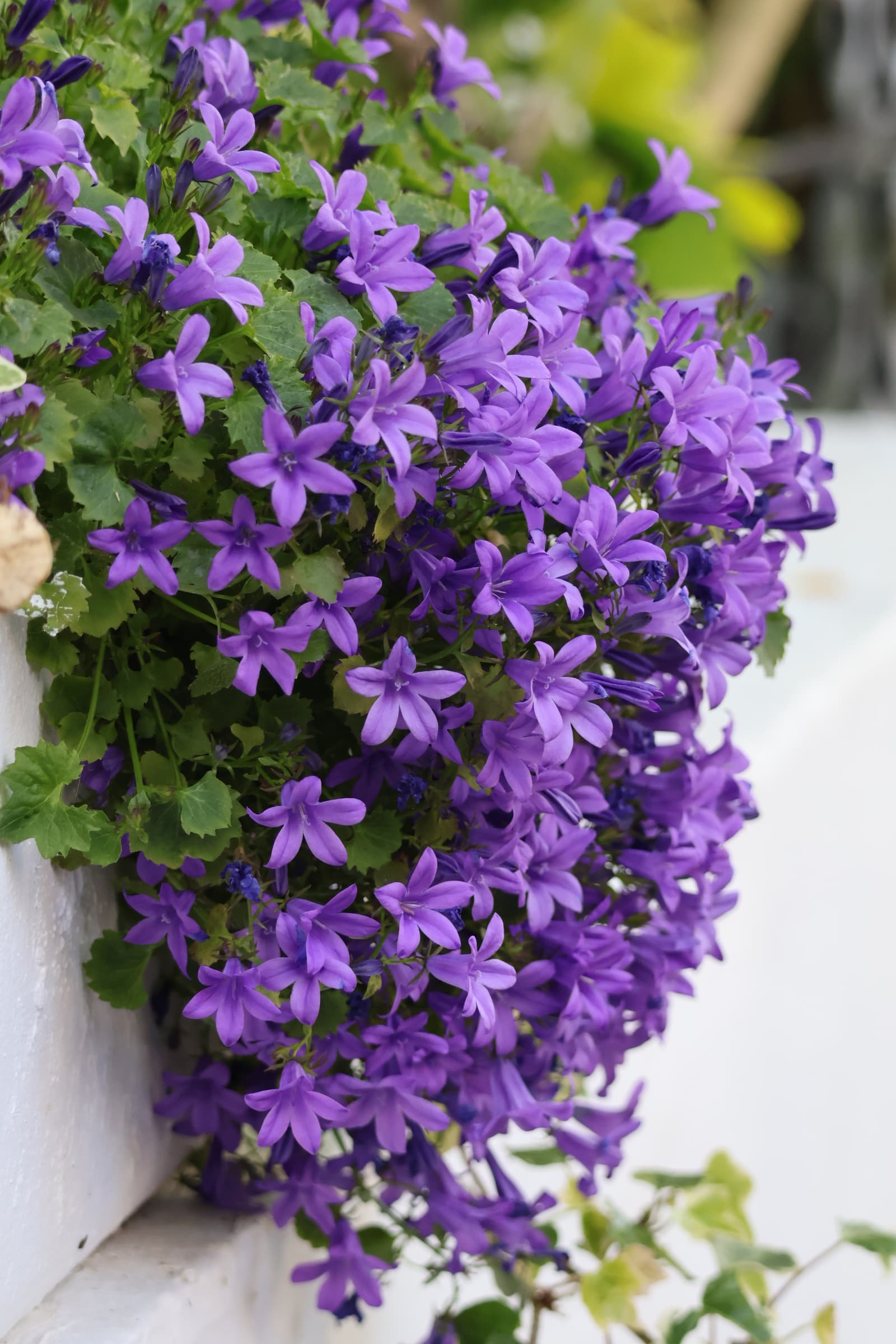 Flower 453
