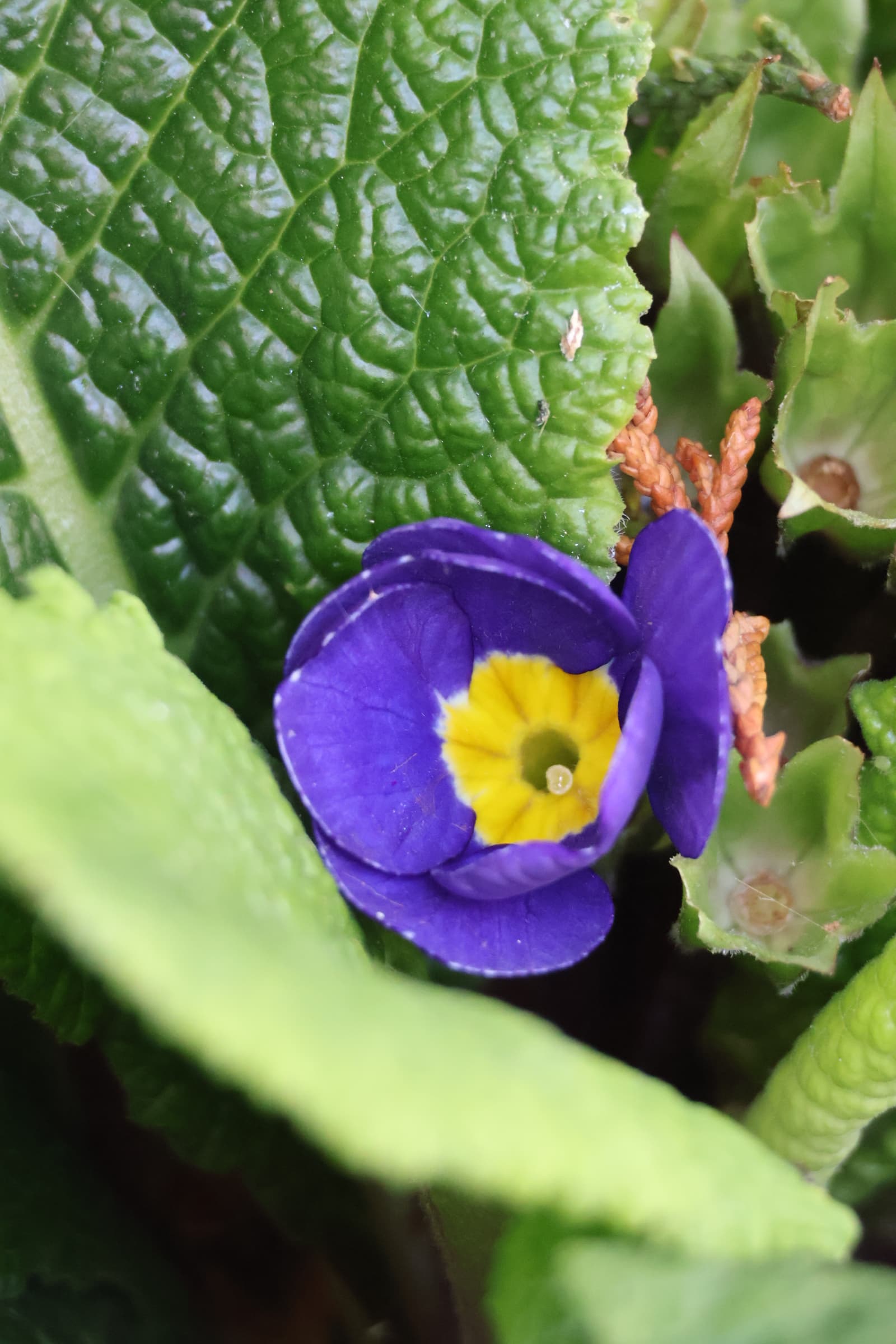 Flower 382