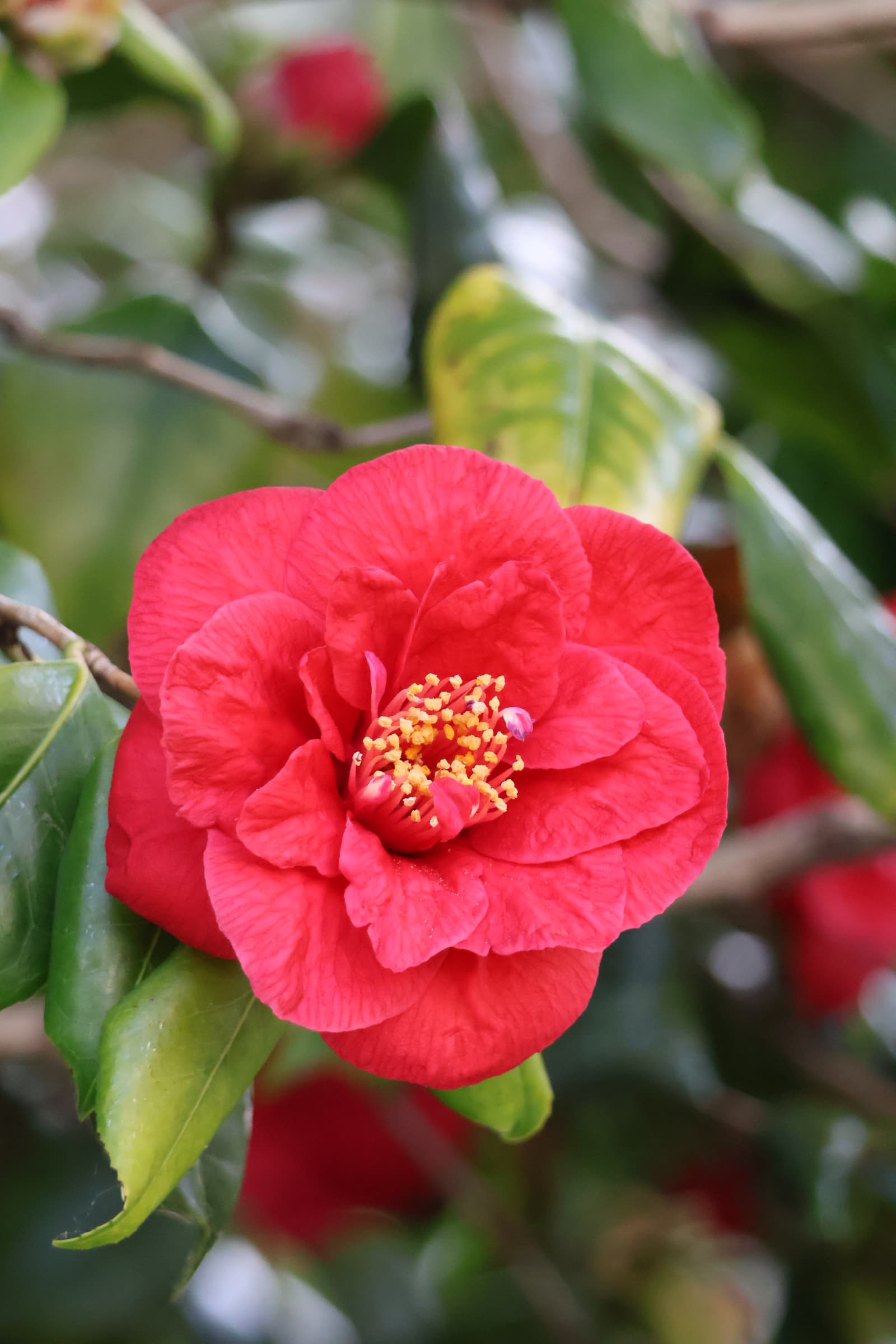 Flower 329
