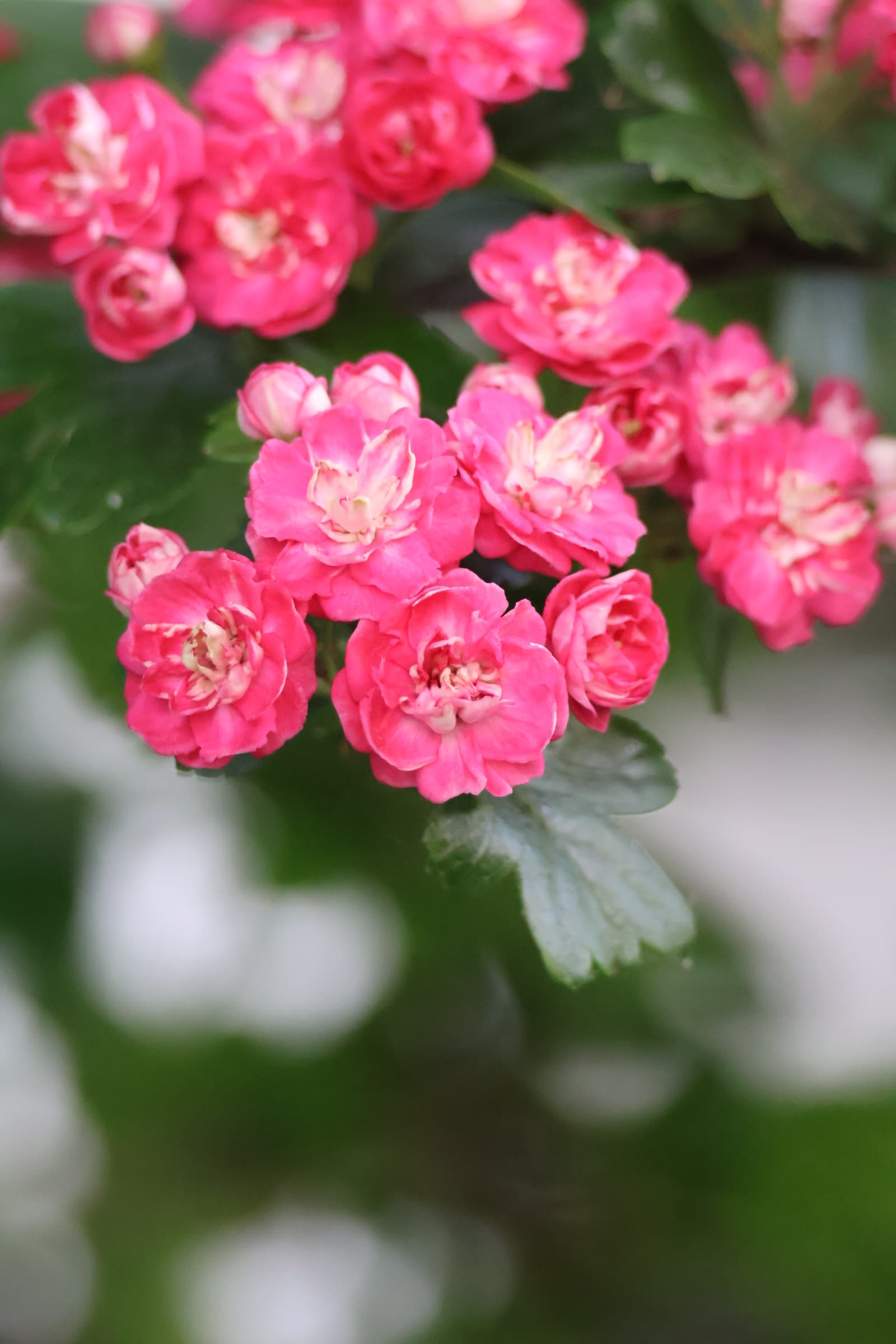 Flower 29