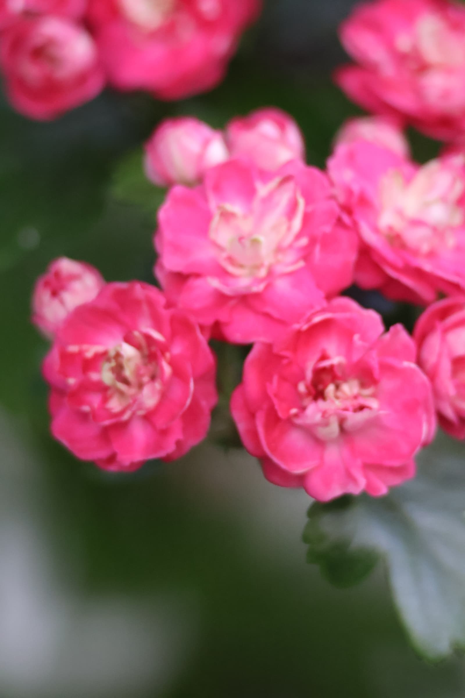 Flower 532