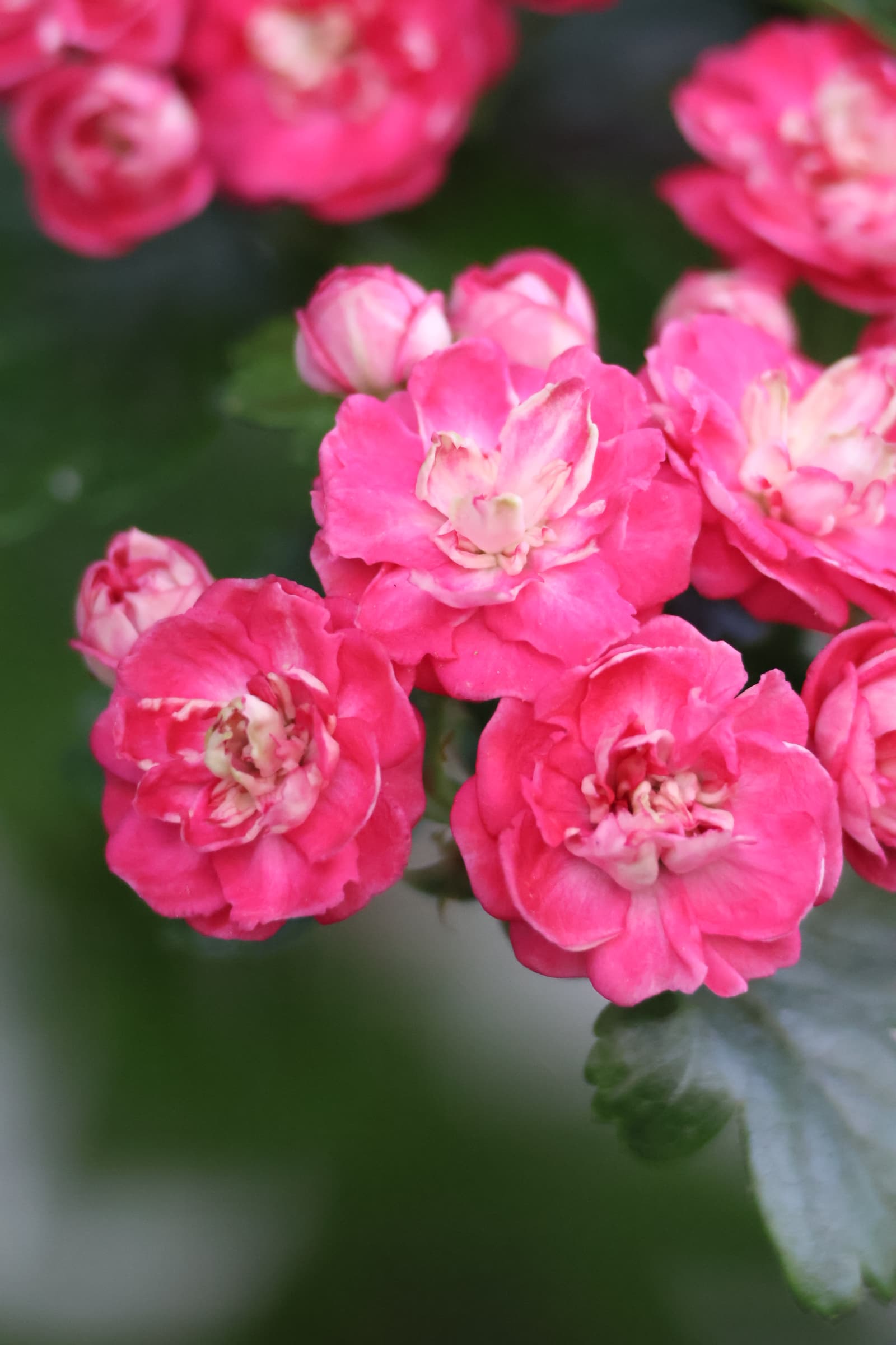 Flower 438