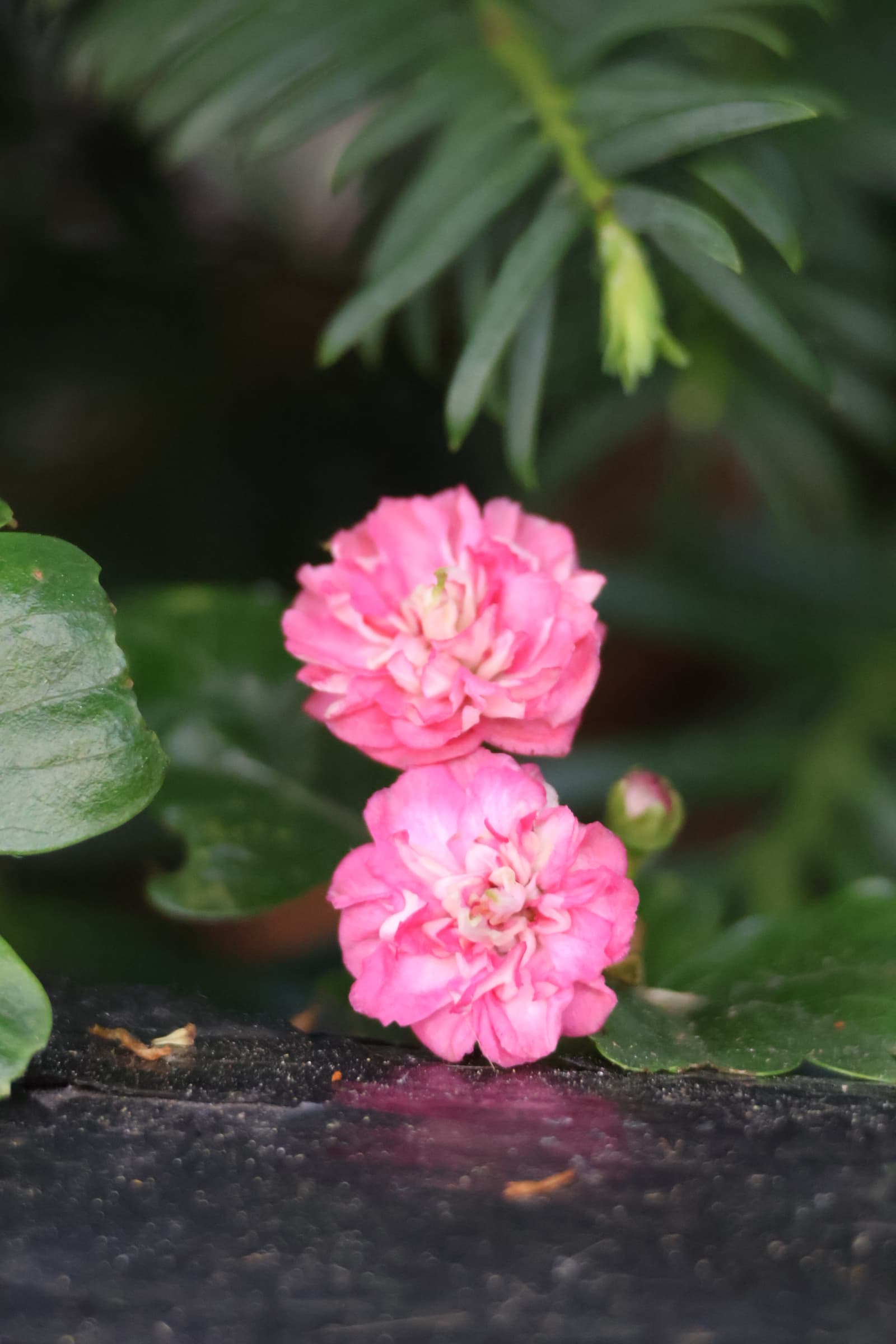 Flower 517
