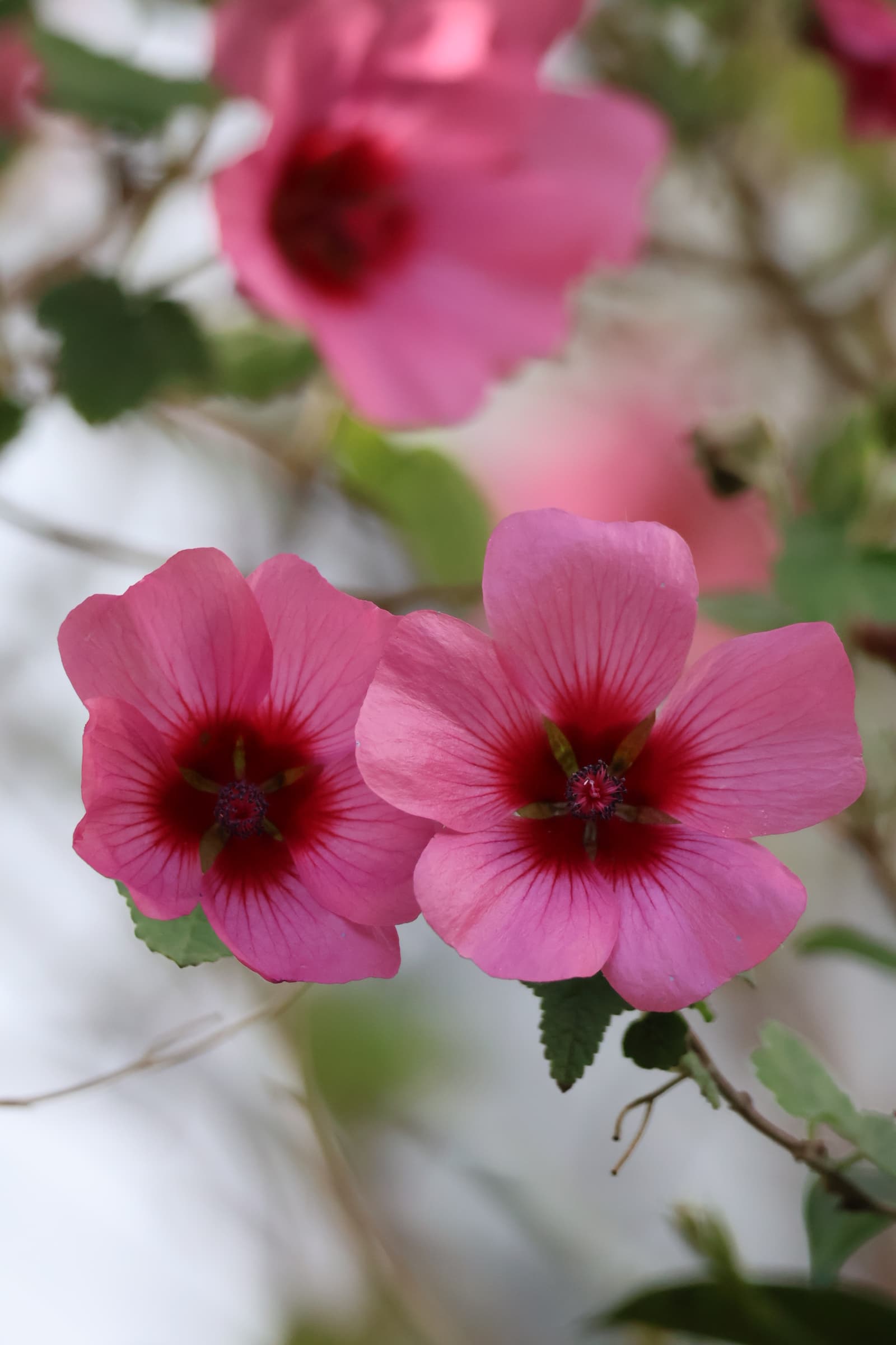 Flower 318
