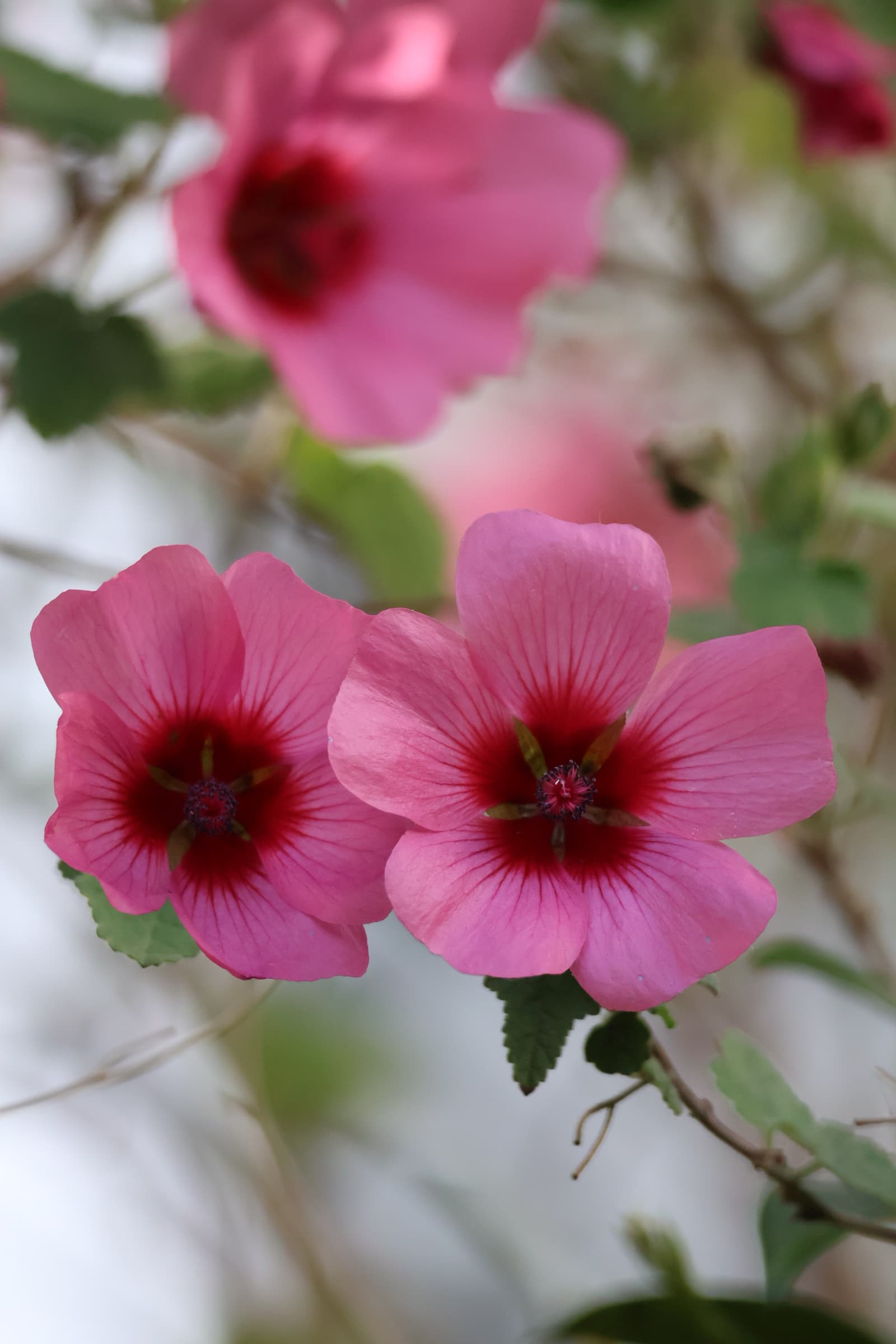 Flower 333
