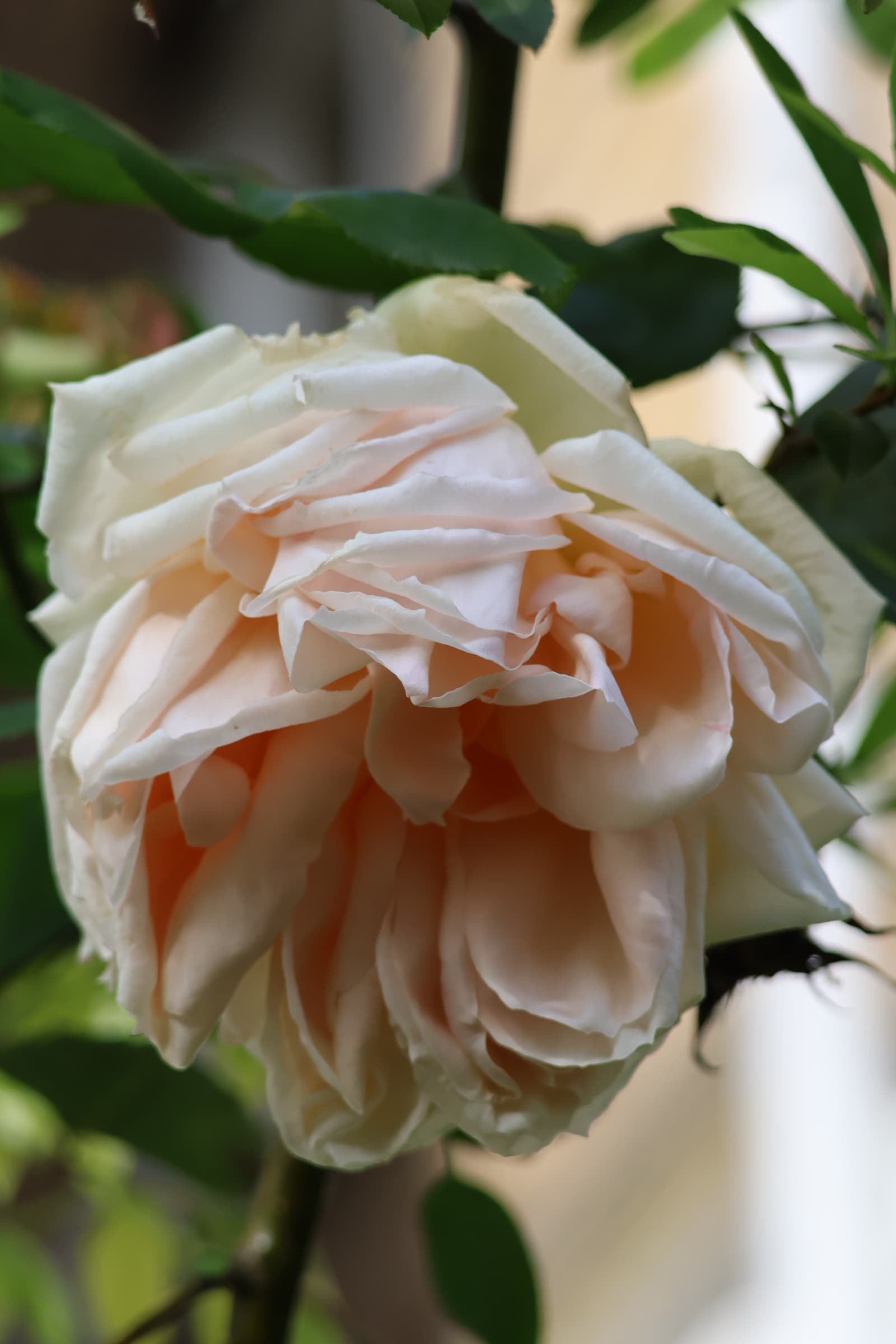 Flower 499
