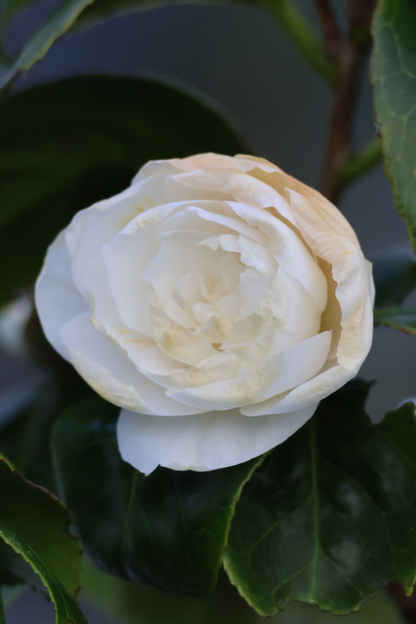 Flower 263