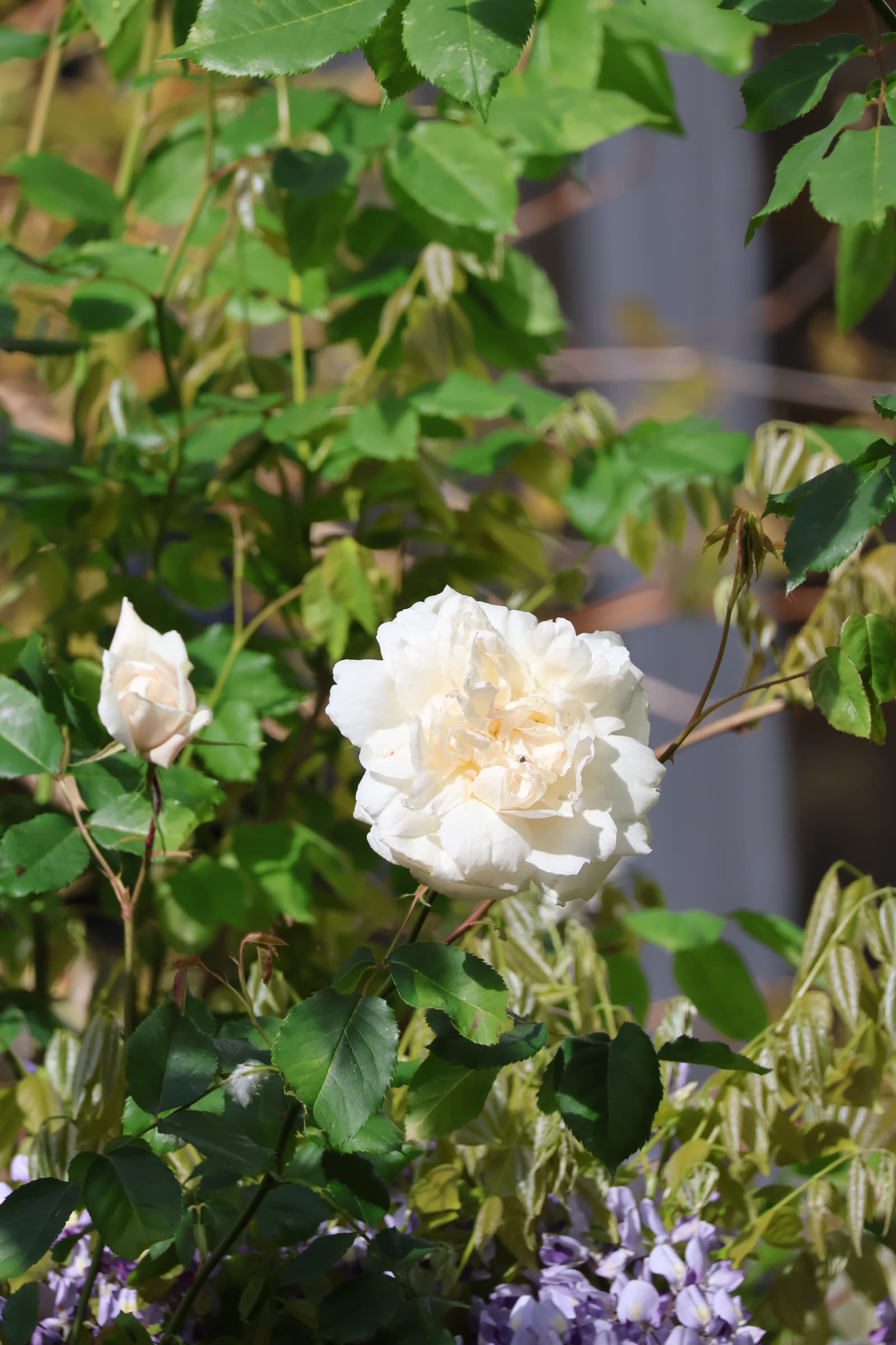 Flower 65