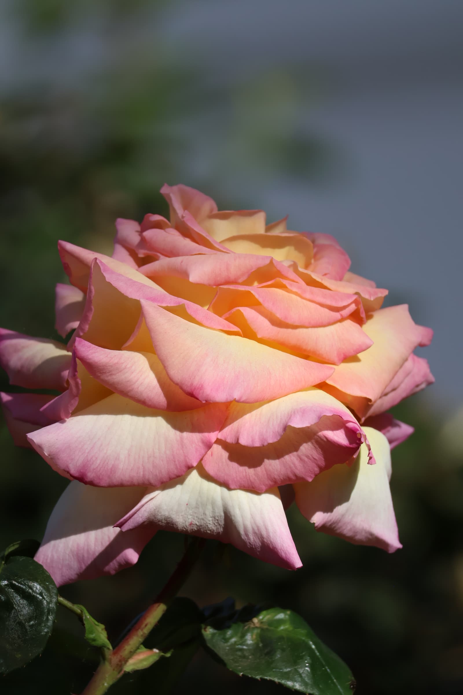 Flower 394