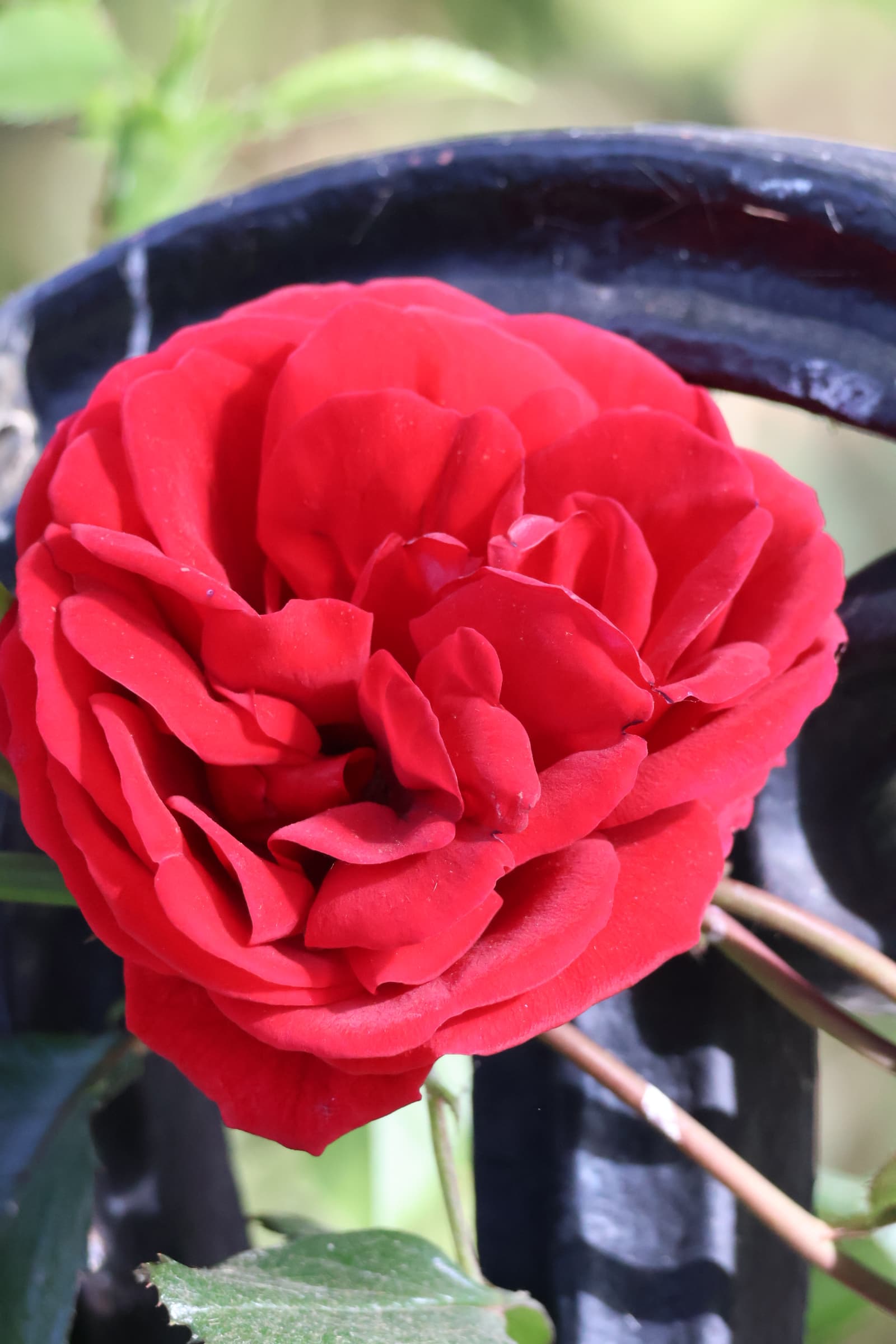Flower 52