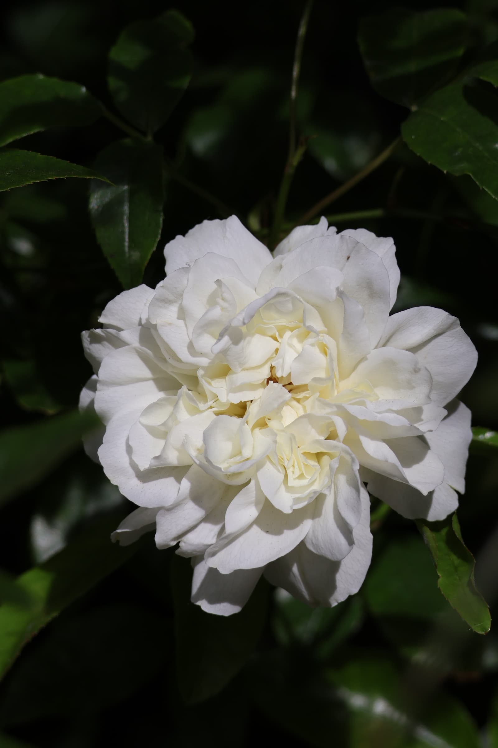 Flower 208