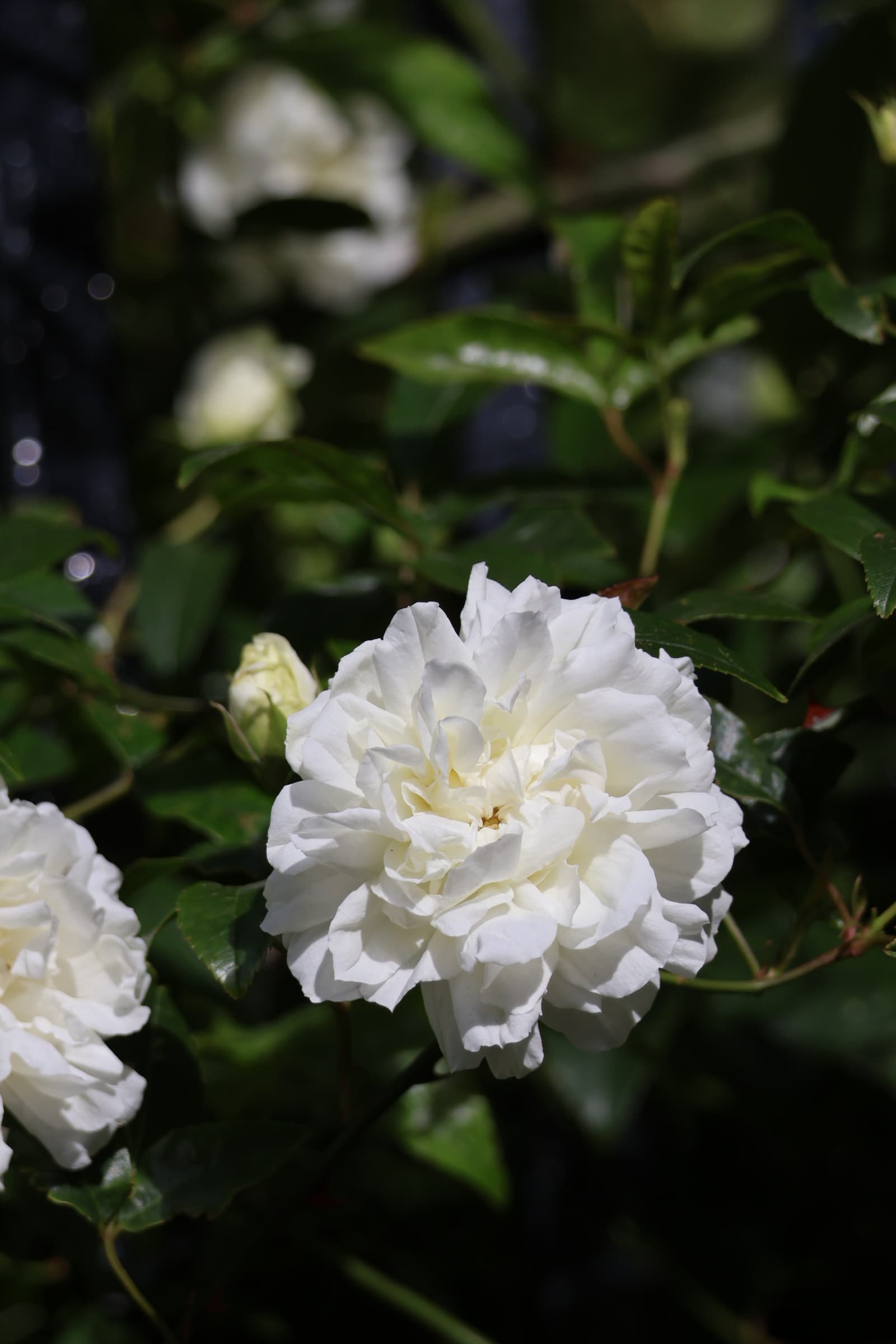 Flower 175