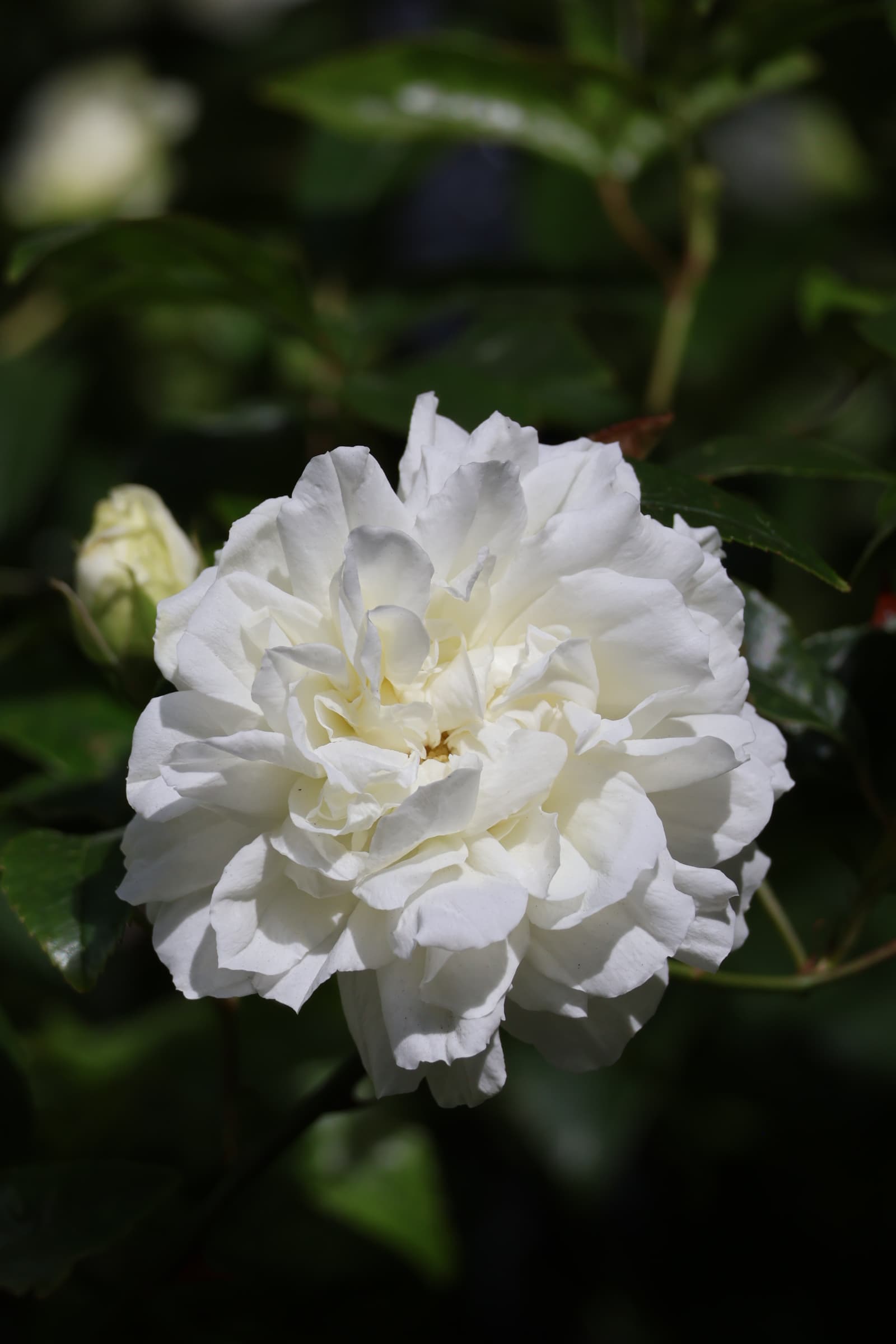 Flower 294