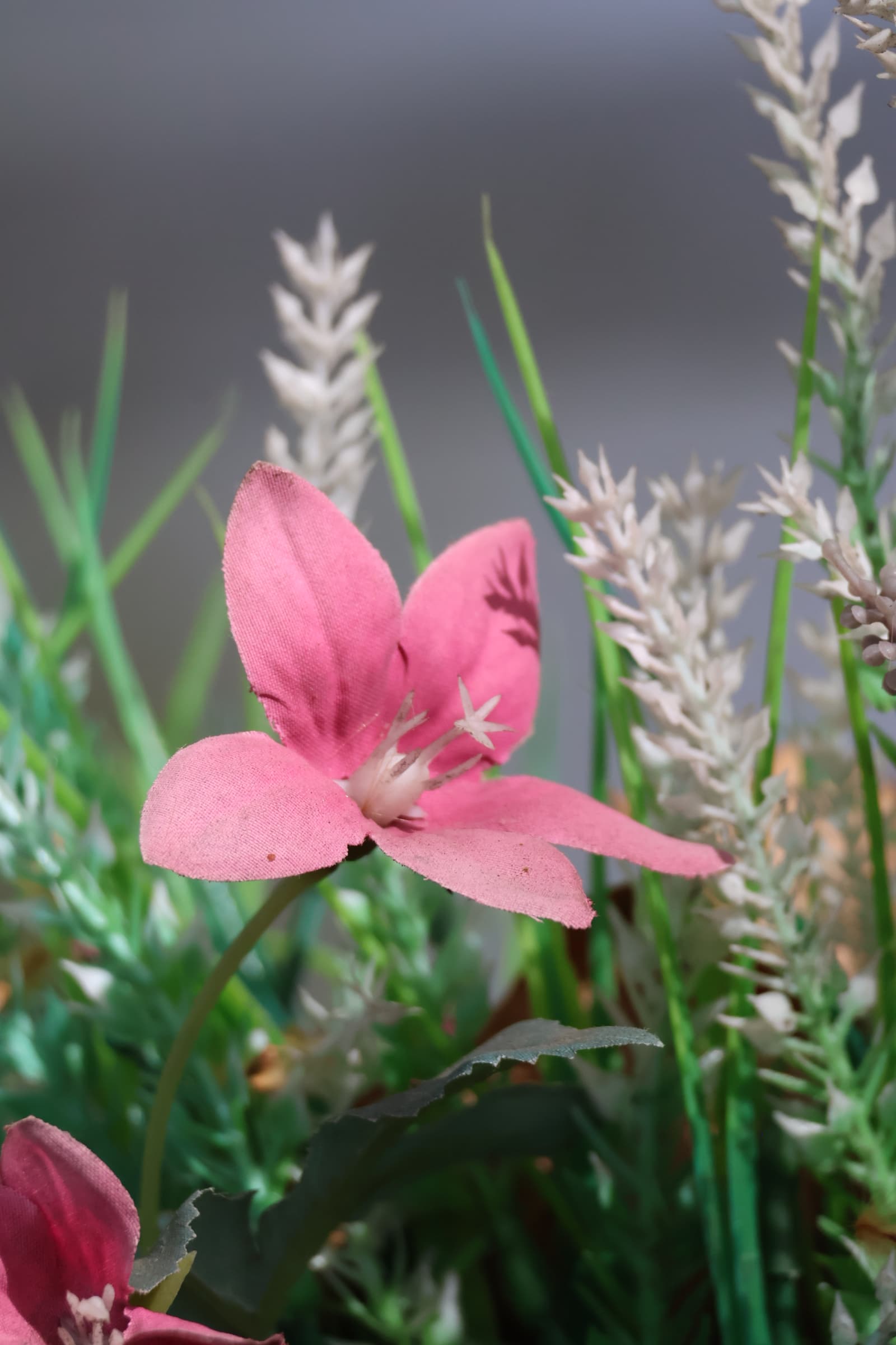 Flower 427