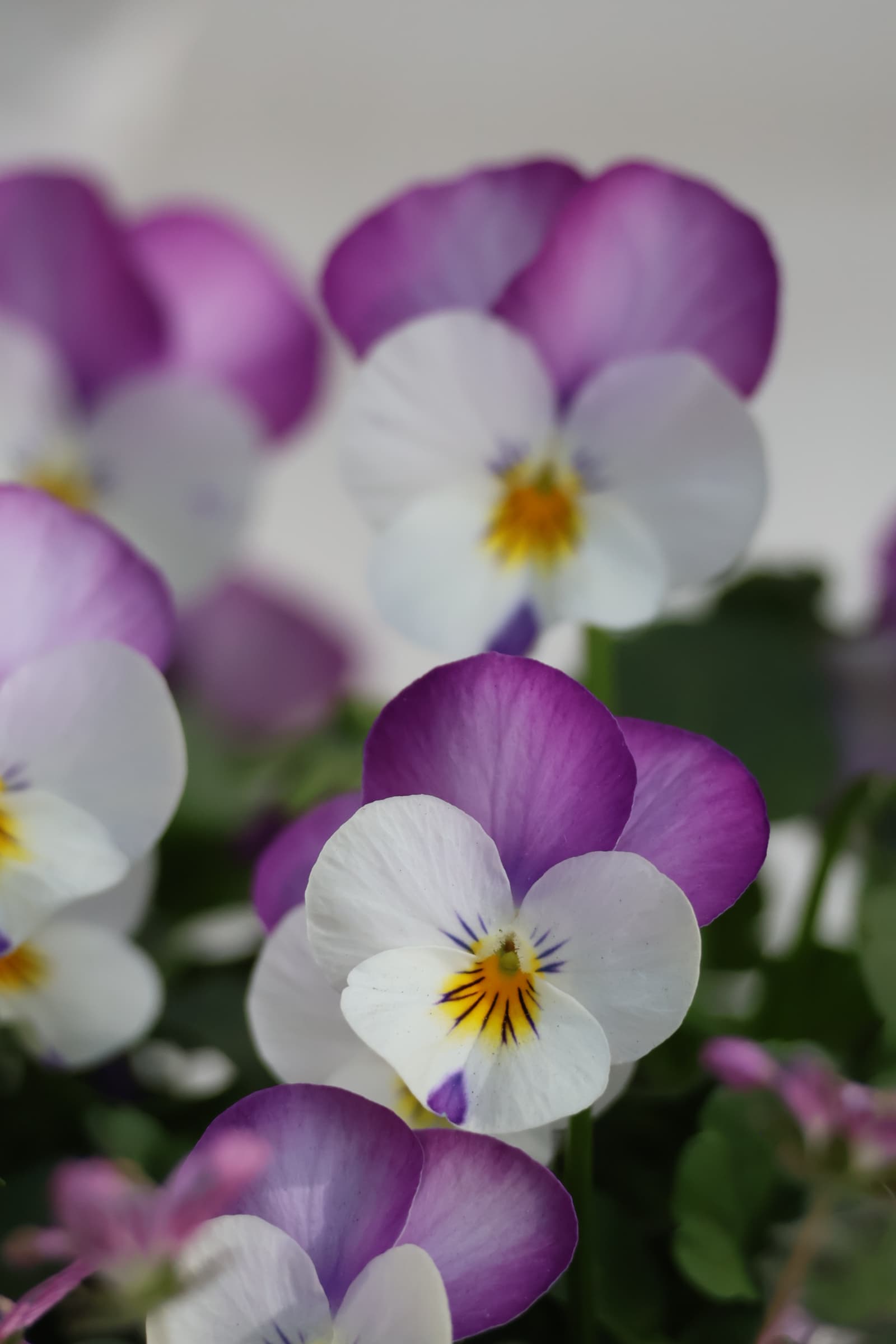 Flower 426