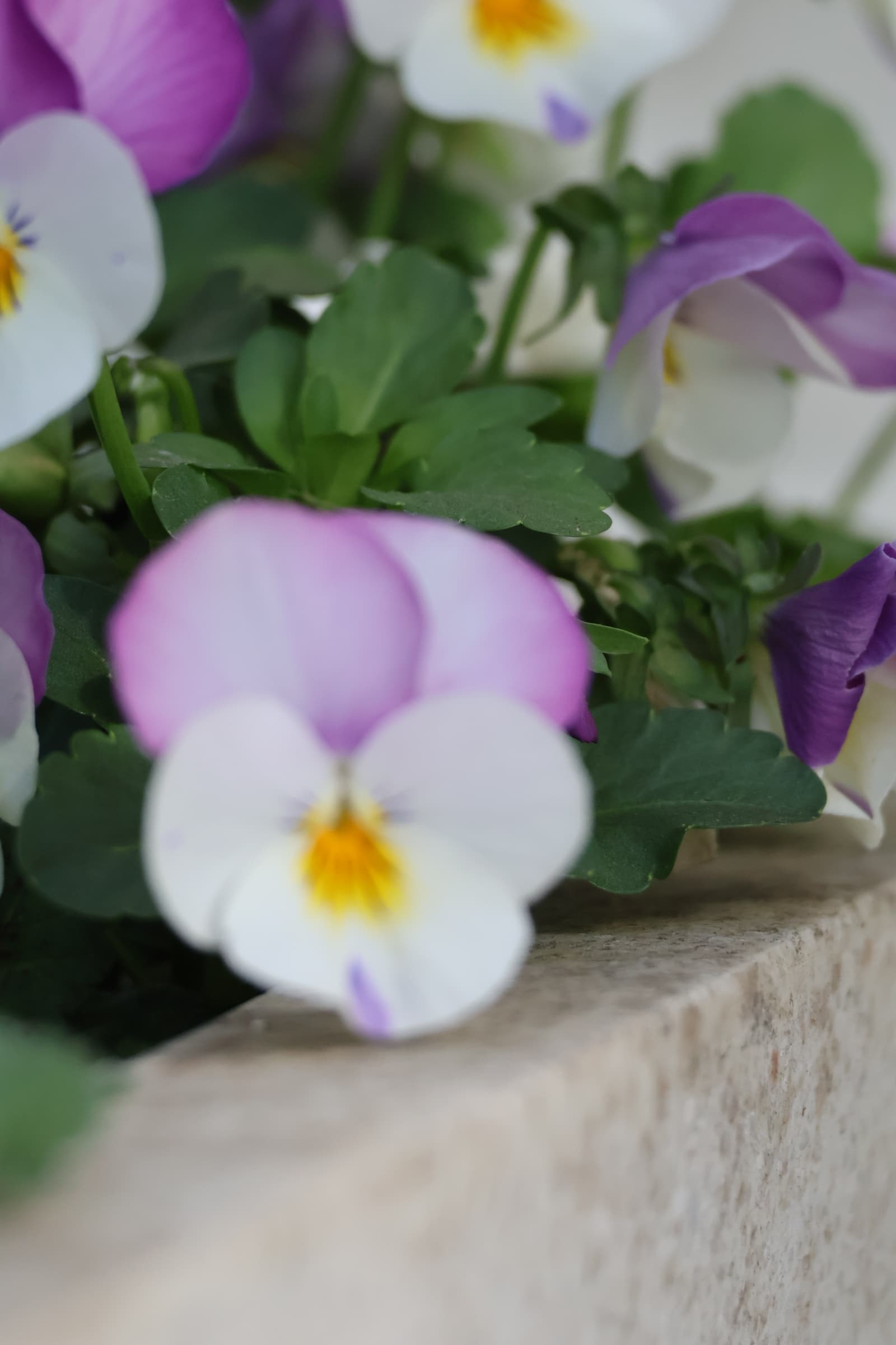 Flower 266